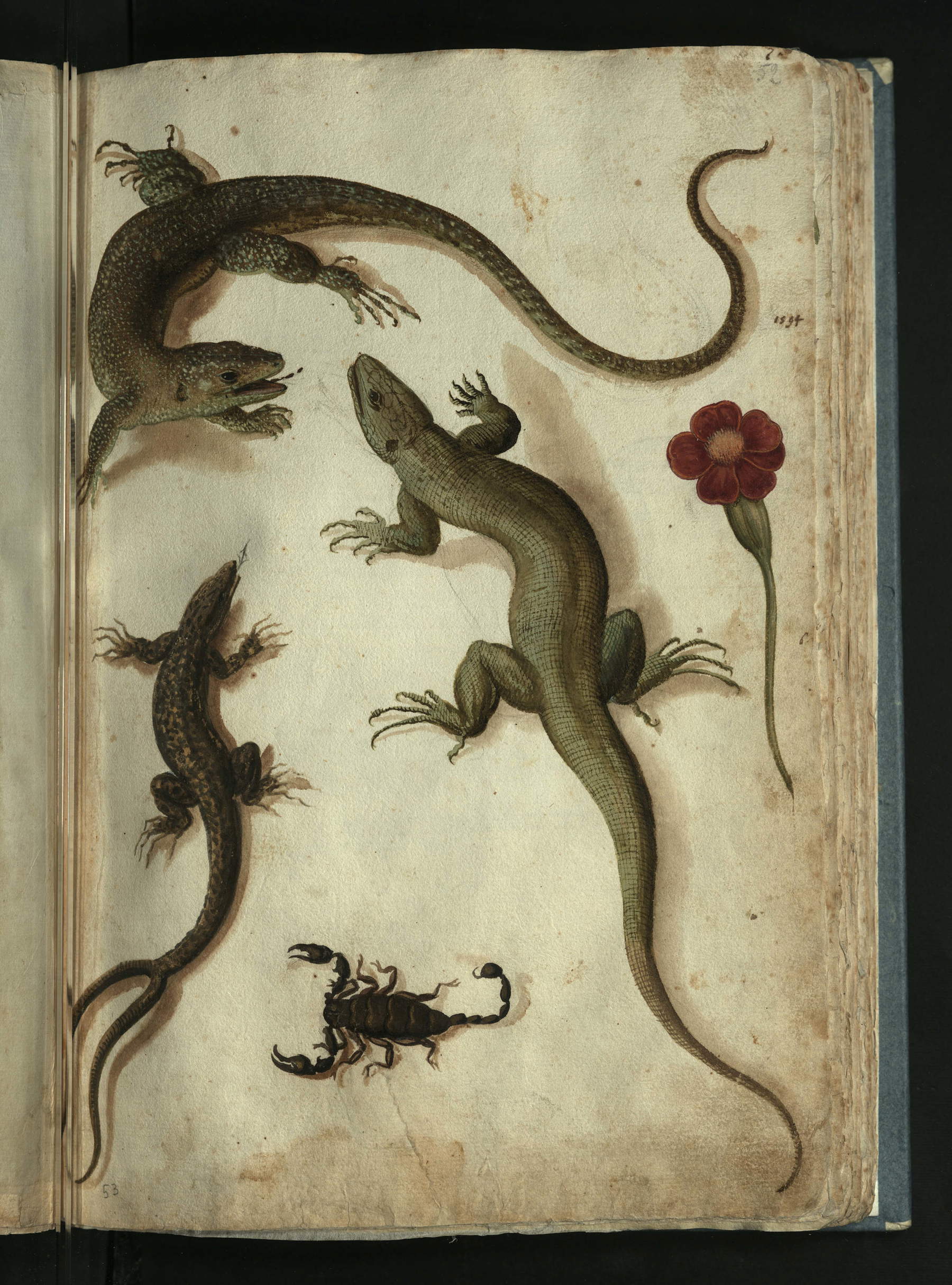 Anonymer Künstler im Auftrag von Ulisse Aldrovandi, Eidechsen, Skorpion und Blume (zweite Hälfte des 16. Jahrhunderts; Feder und Tinte, Tempera, Aquarell, 335 &times; 231 mm: Bologna, Universitätsbibliothek Bologna, Ms. Aldrovandi, Einzelband mit verschiedenen Beiträgen, c. 52r)