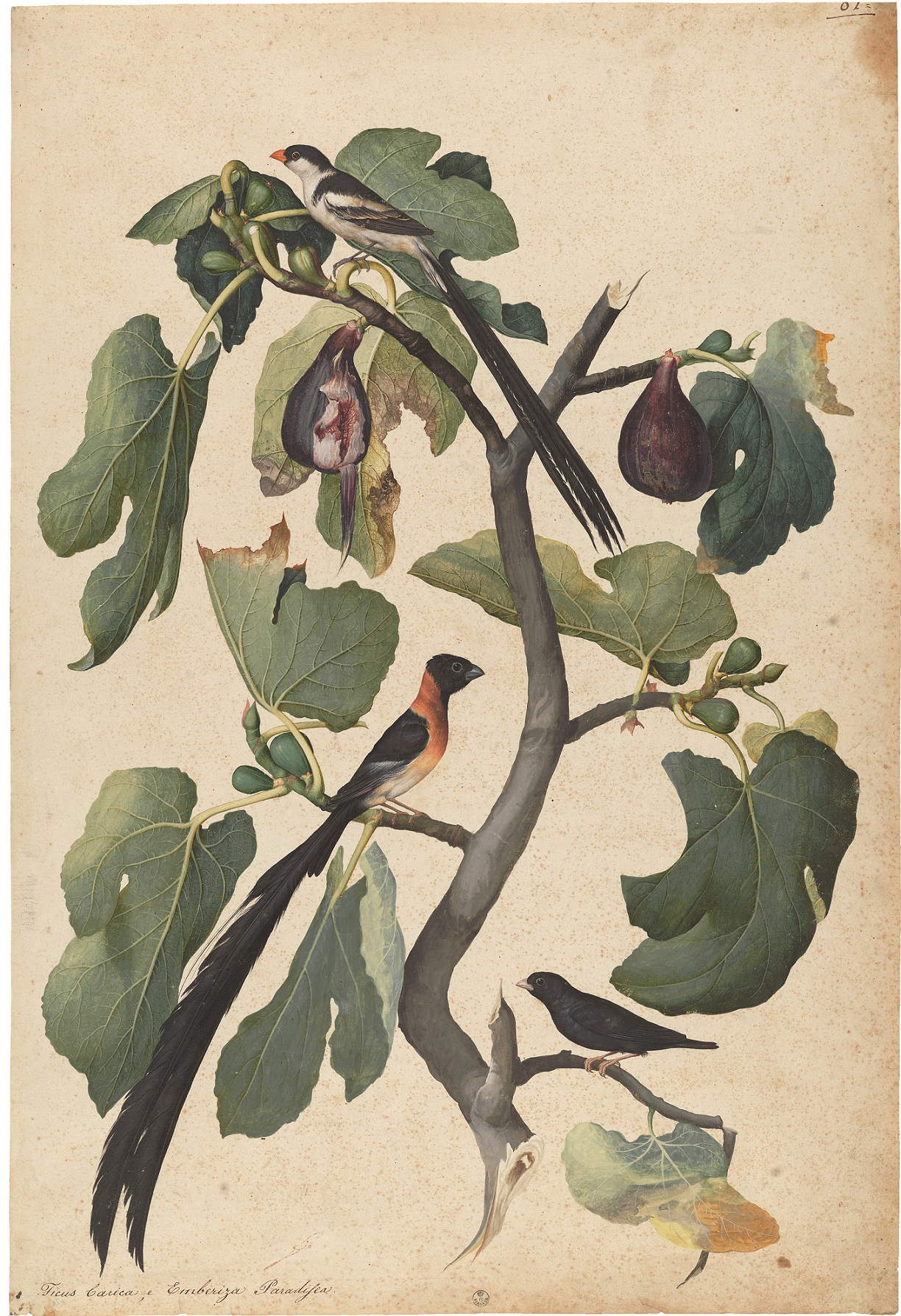 Jacopo Ligozzi, Feigenzweig (Ficus carica L.) mit einer Dominikaner-Witwe (Vidua macroura), einer Paradies-Witwe (Steganura paradisea) und einer Combass&ugrave;-Witwe (Hypochera chalybeata) (ca. 1577–1580; schwarzer Stein, Tempera und verdünnte Tinten?, auf mit Bleiweiß präpariertem Papier, 673 &times; 457 mm; Florenz, Uffizien, Kabinett für Zeichnungen und Drucke, Inv. 1958 O)