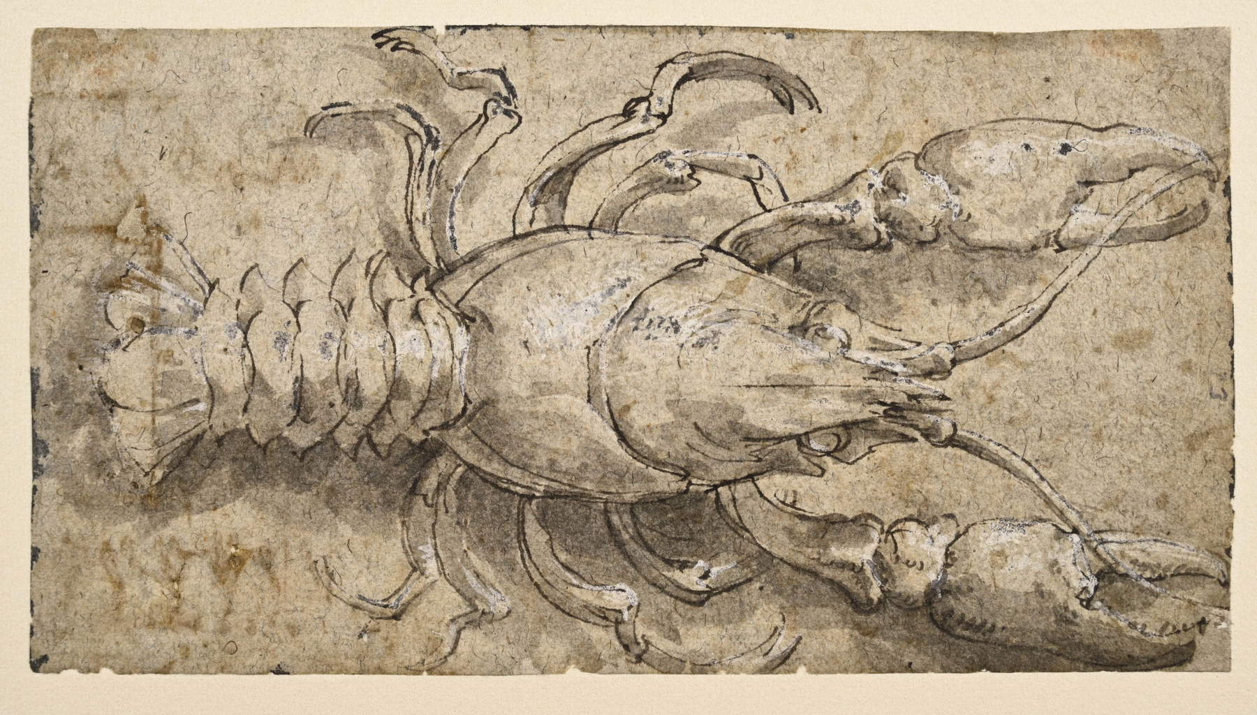 Parmigianino, Studie einer Flusskrebs (ca. 1531–1535; Feder und Tinte, mit dem Pinsel aufgetragene verdünnte braune Tinte, Hellmalerei mit Bleiweiß, 139 &times; 74 mm; London, The Courtauld Gallery, Samuel Courtauld Trust, Inv. D.1978.PG.399 recto)