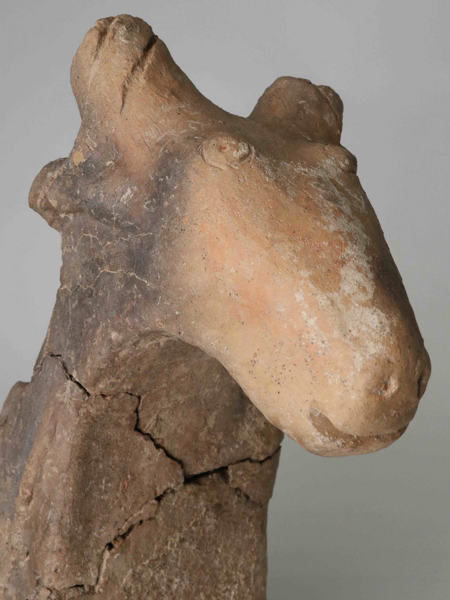 Terracotta altars with ram protome termination recovered during the archaeological excavation carried out in Padua's Via Zabarella in 2019, before and after restoration. 6th-5th centuries BC &copy; Photo credits: Sabap Pd-Tv-Bl Archives.