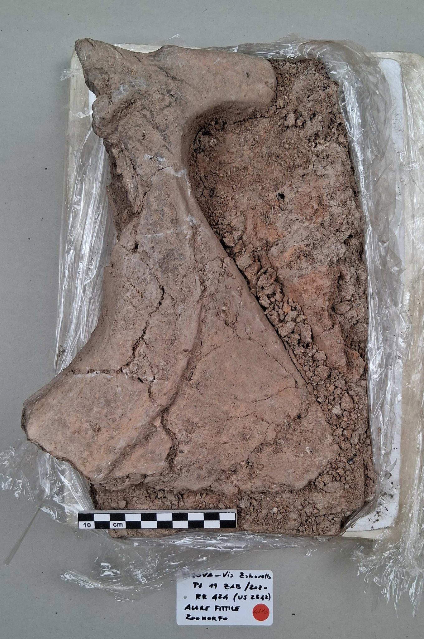 Terracotta altars with ram protome termination recovered during the archaeological excavation carried out in Padua's Via Zabarella in 2019, before and after restoration. 6th-5th centuries BC &copy; Photo credits: Sabap Pd-Tv-Bl Archives.