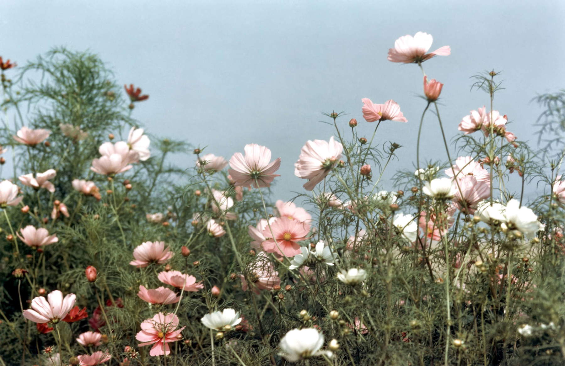 Alfred Eisenstaedt, Kosmosblüten an der Ecke Beetlebung (Martha’s Vineyard, Massachusetts, 1960) &copy; Alfred Eisenstaedt / The LIFE Picture Collection / Shutterstock