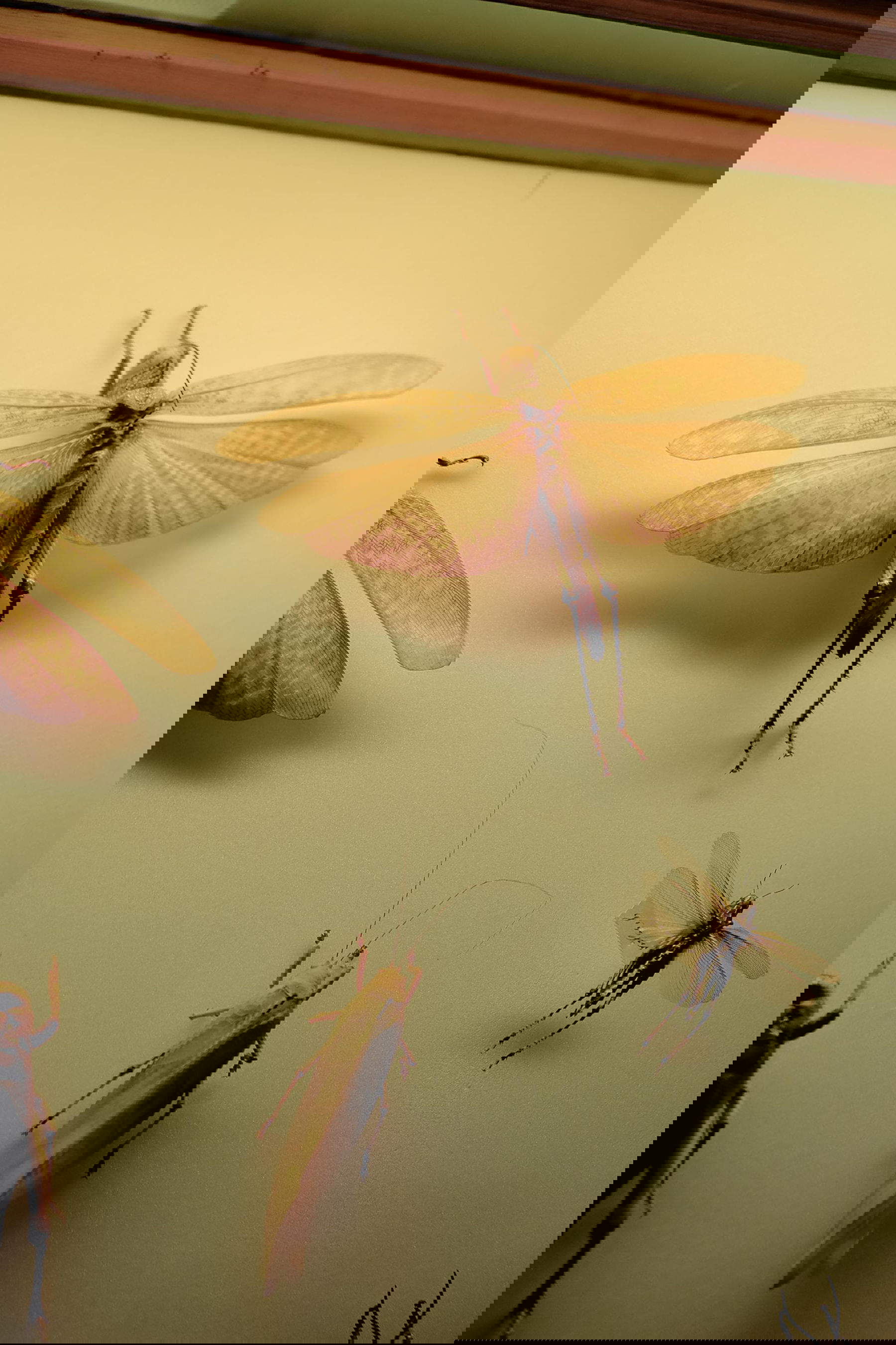 &copy; Alice Jankovic, Green Paradox