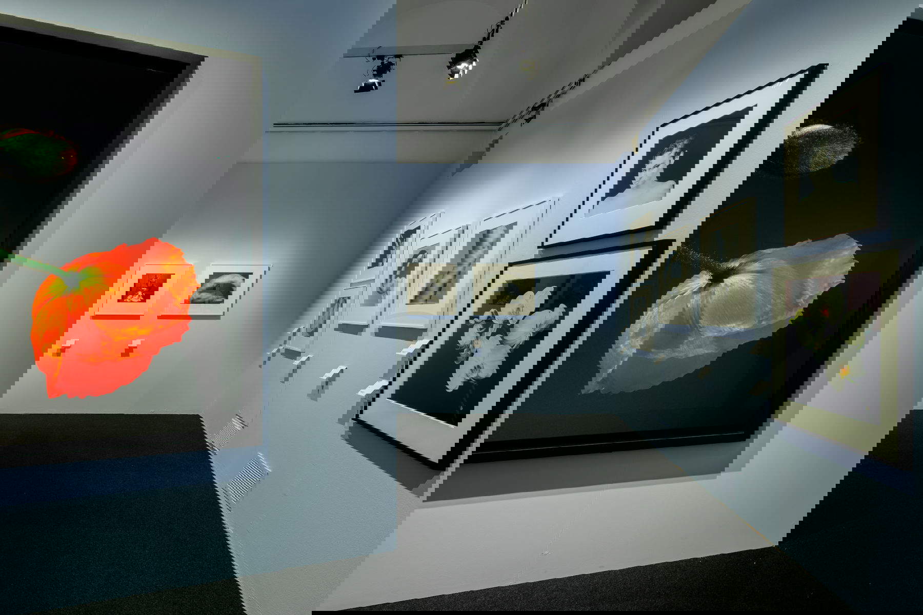 Aufbau der Ausstellung Robert Mapplethorpe. Die Formen des Begehrens im Palazzo Reale. Foto: &copy;Andrea Avezzu