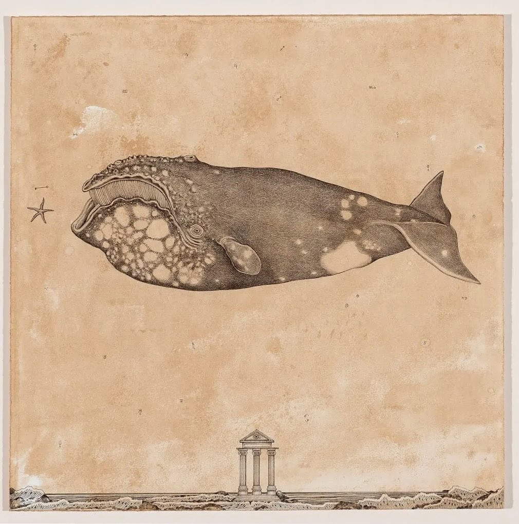 Andrea Collesano, EUBALAENA AUSTRALIS (Tinte auf Papier, 35 x 45 cm) Foto: Ig Profile Andrea Collesano