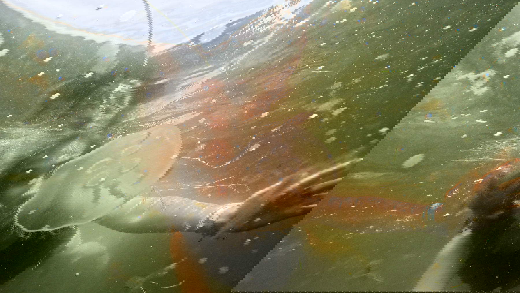 Video sketches - Bogna Burska, video sketches for 