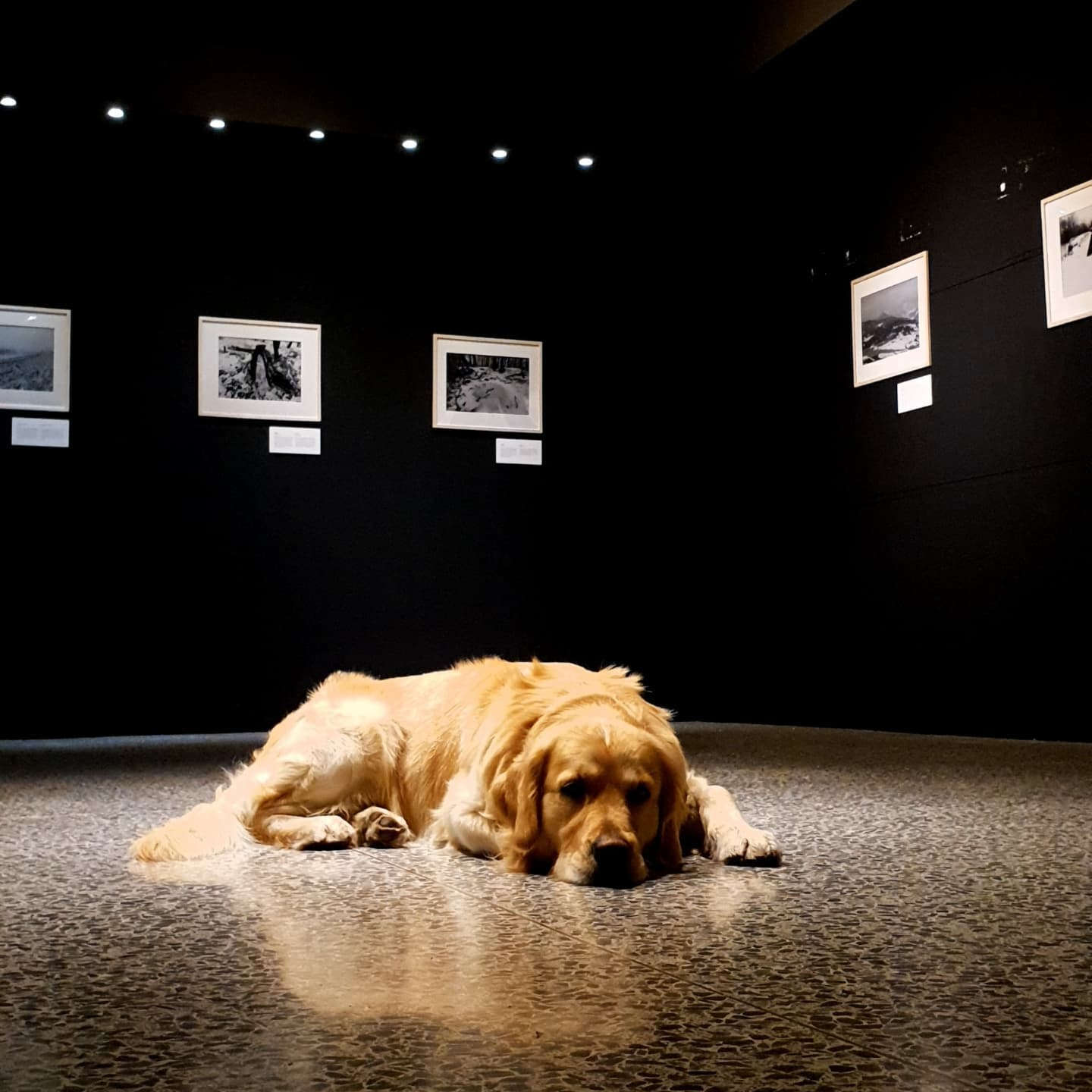 Cani al museo in Friuli-Venezia Giulia