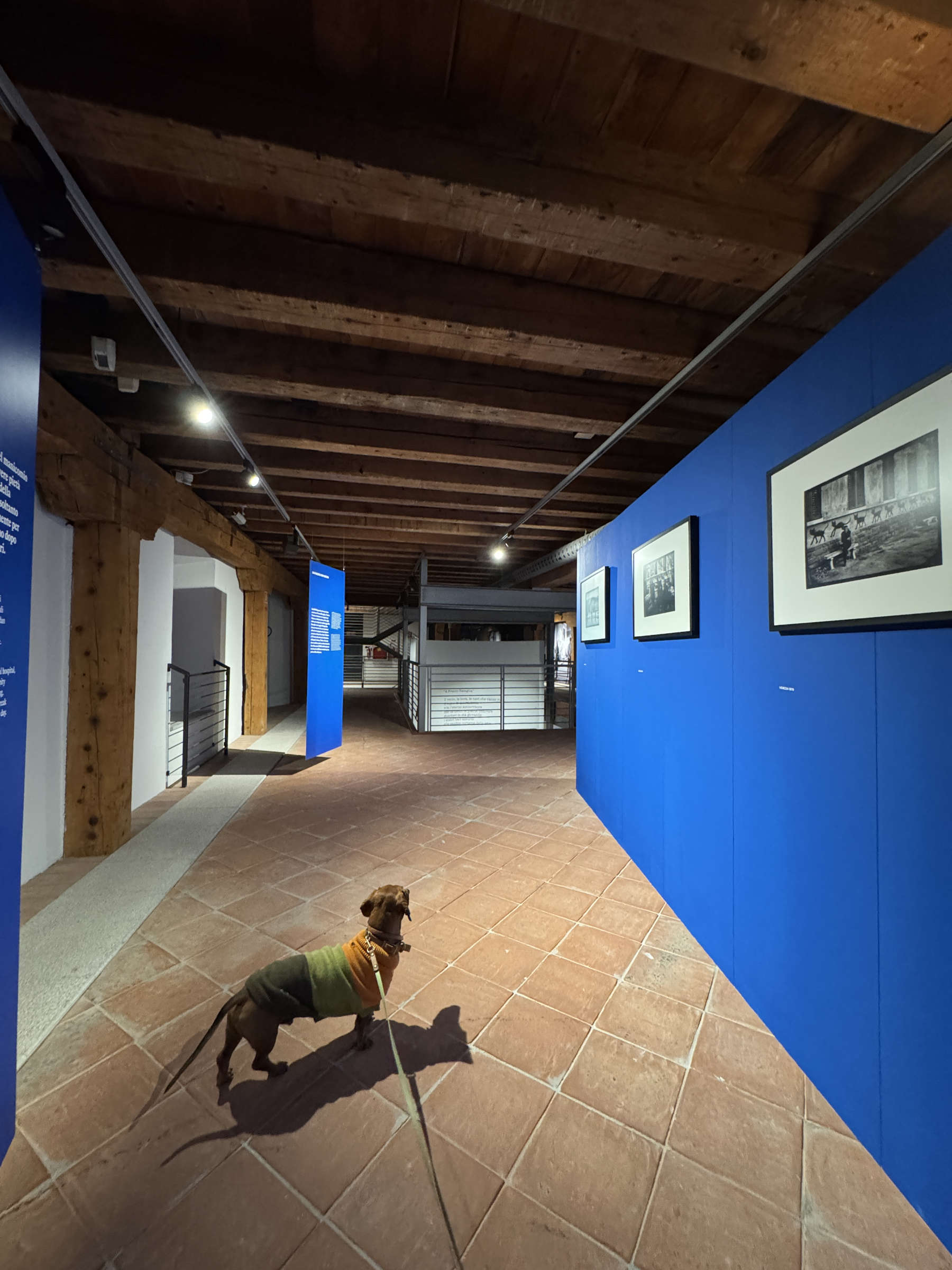 Cani al museo in Friuli-Venezia Giulia