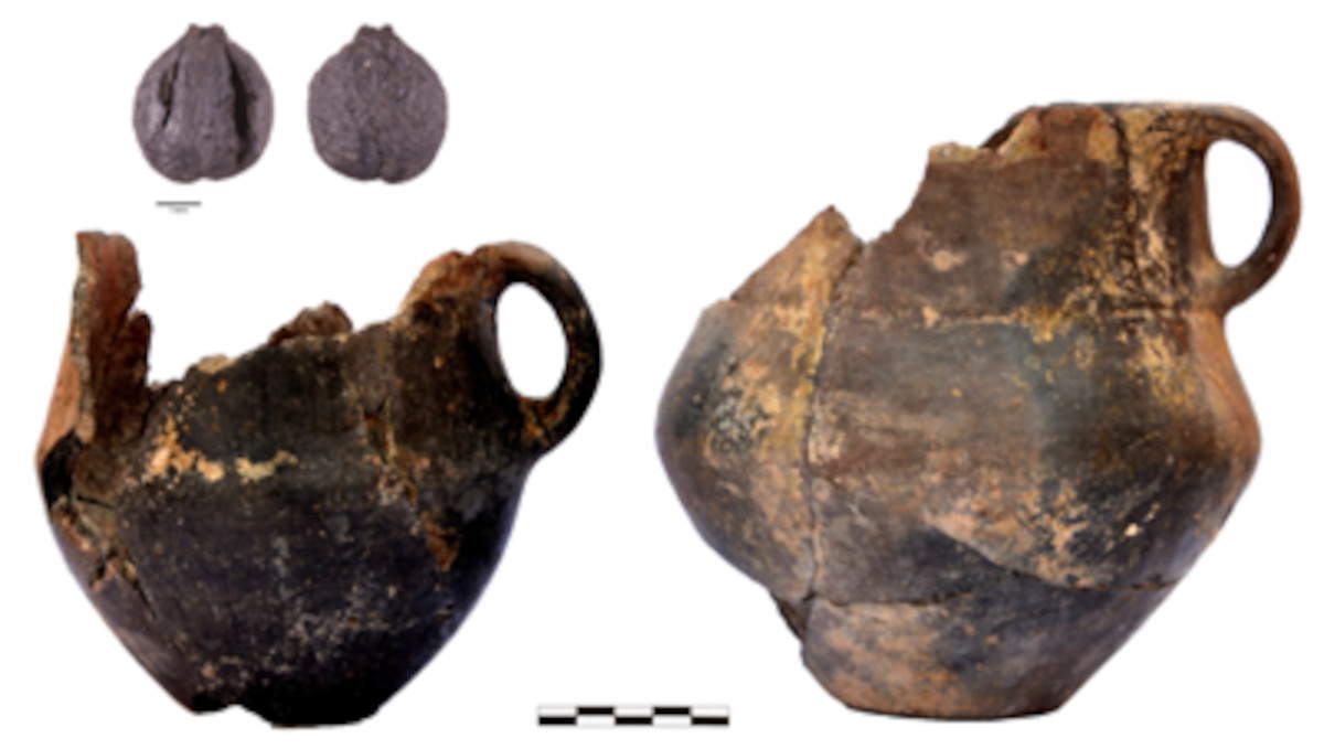 Grape seed from Qara&ccedil;inar. Photo: A. Decaix, ANR SWEED. Pottery kura araxes from Qara&ccedil;inar. Photo: Boyuk Kesik, MEAE &amp; ANR-KURAGAN.