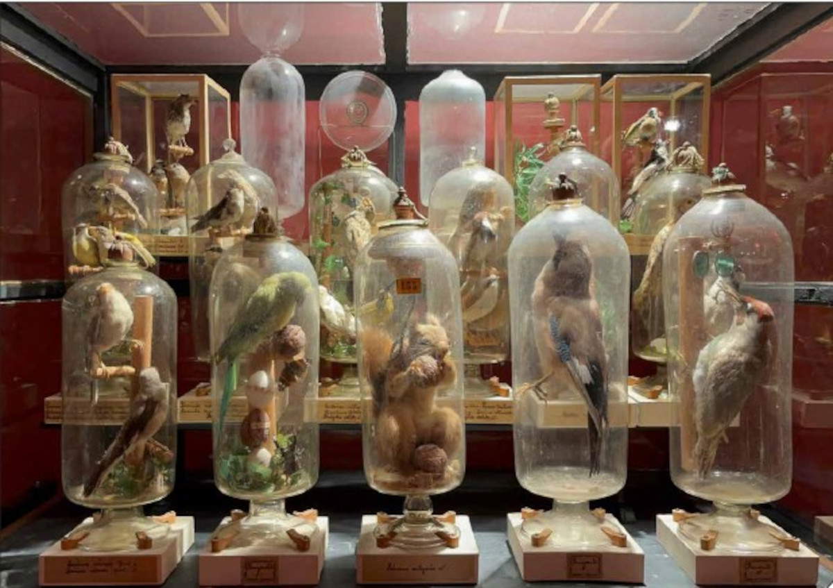 Eine Studie lüftet das seit dem 18. Jahrhundert ungelöste Geheimnis der Fourcault'schen Taxidermie-Sammlung in Parma 