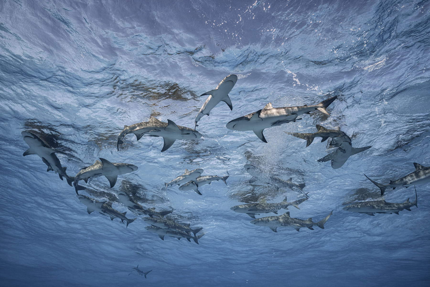 Cristina Mittermeier, Grand Bahama, Bahamas. 2019 &copy; Cristina Mittermeier