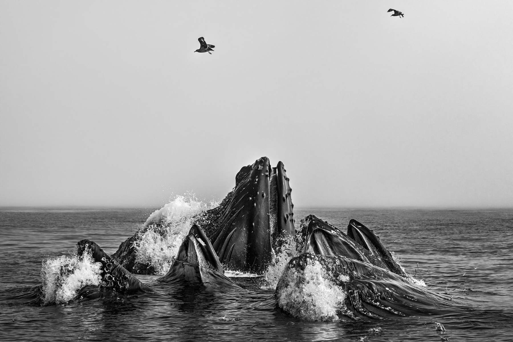 Cristina Mittermeier, Monterey Bay, Kalifornien. 2019 &copy; Cristina Mittermeier