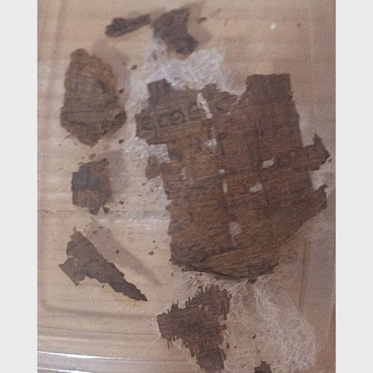 Restos papiráceos de la Ilíada. Foto: Universidad de Barcelona