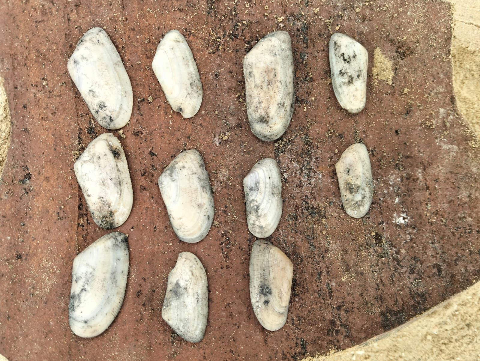 Muscheln. Foto: Ministerium für Tourismus und Altertümer