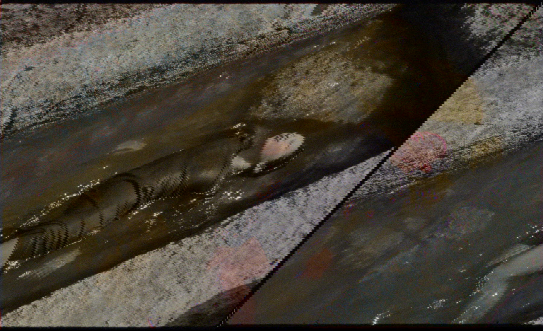 Eglė Budvytytė, Animism sings anarchy (2026; Dreikanal-Videoinstallation, 16-mm-Film übertragen auf 4K-Projektion, Laufzeit 40'). &copy;Eglė Budvytytė, 2026