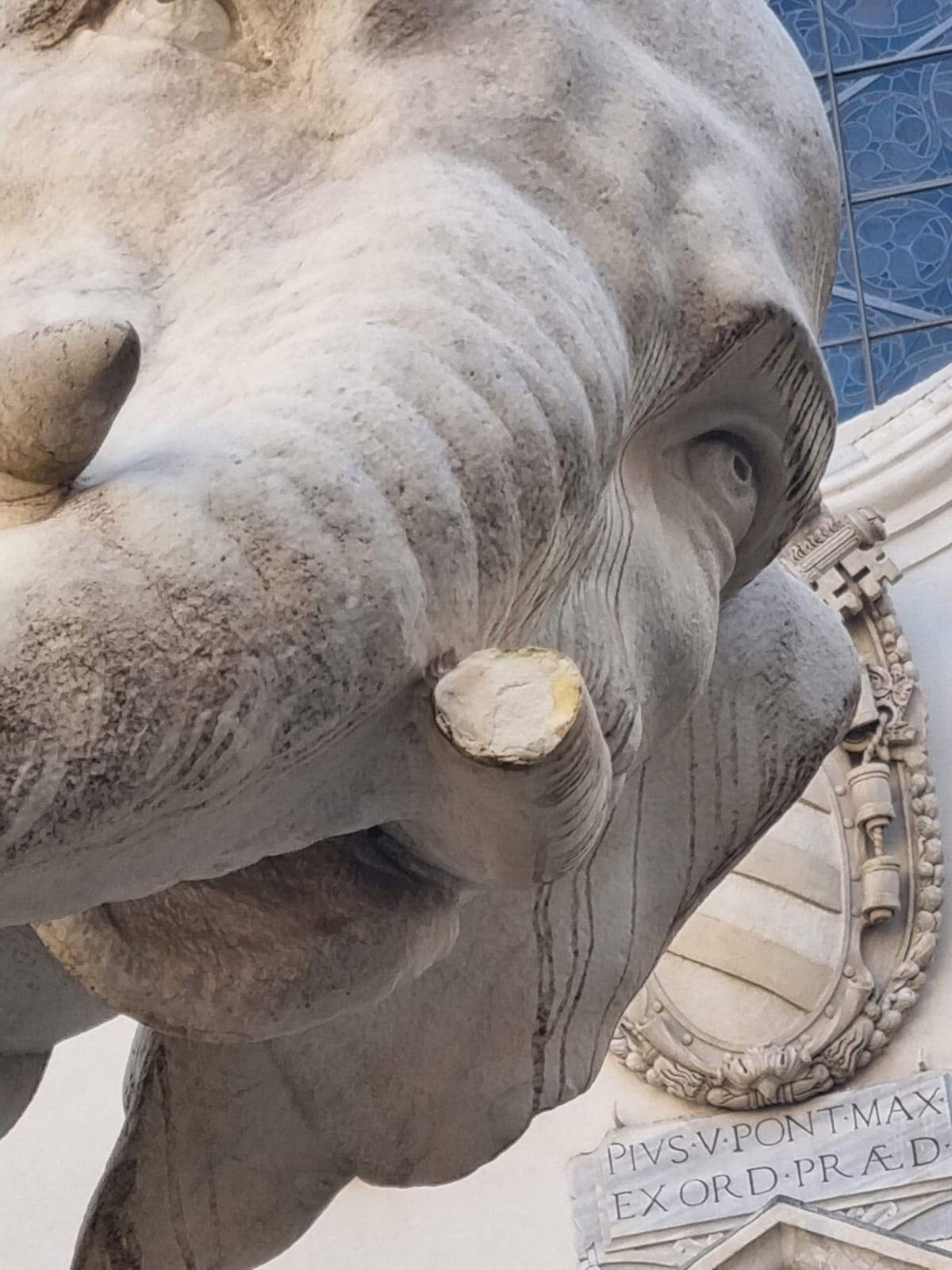 The damaged little elephant