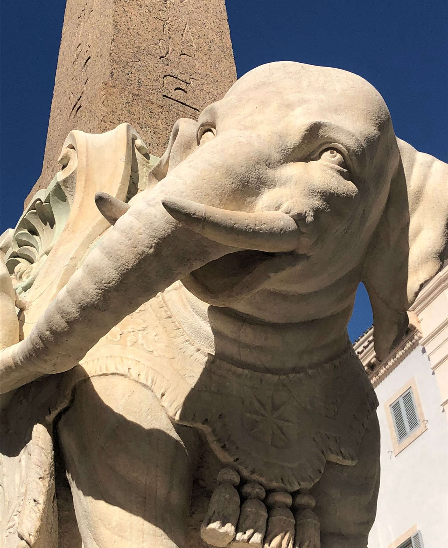 Intervention on the little elephant at the Minerva