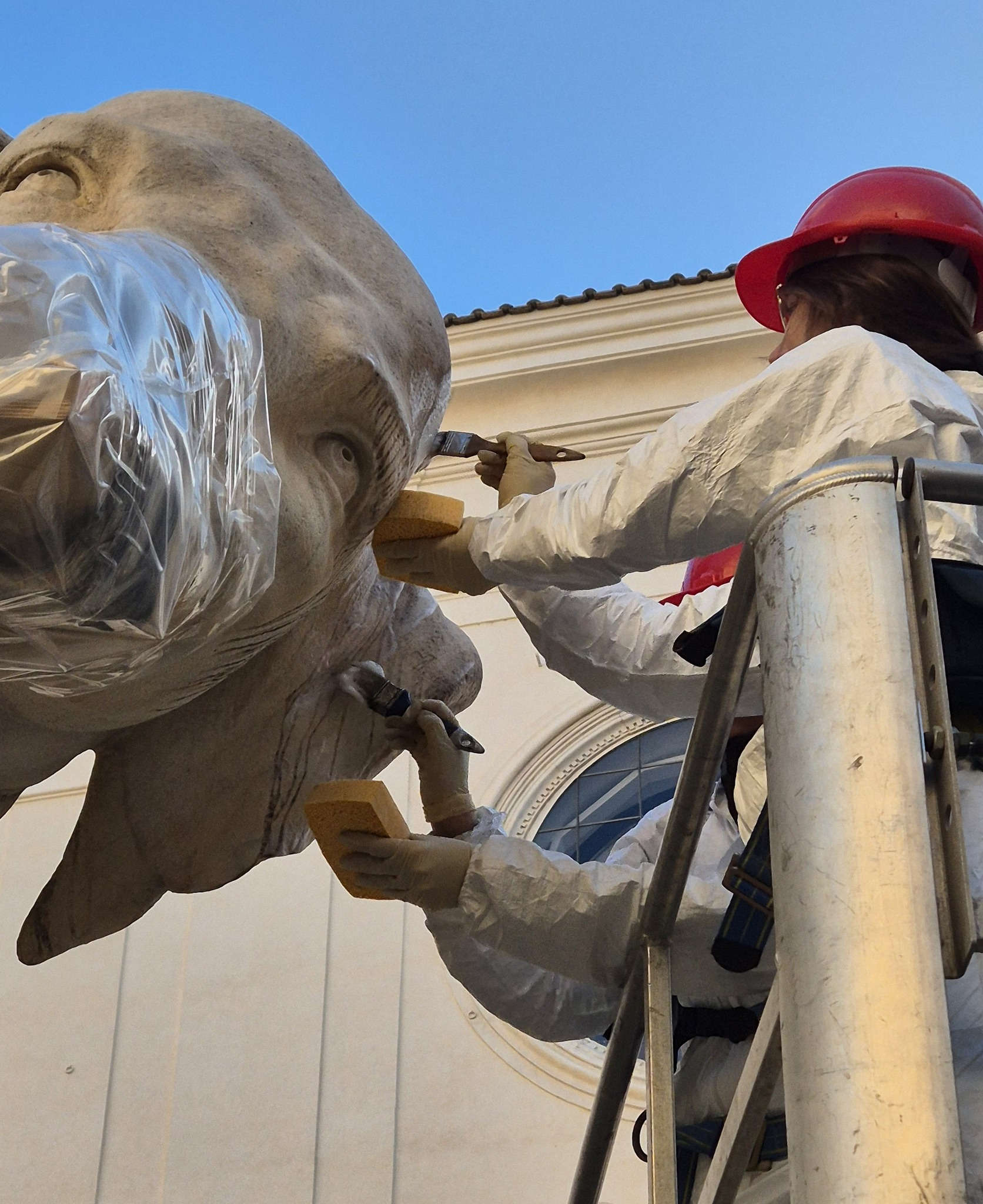 Intervention on the little elephant at the Minerva