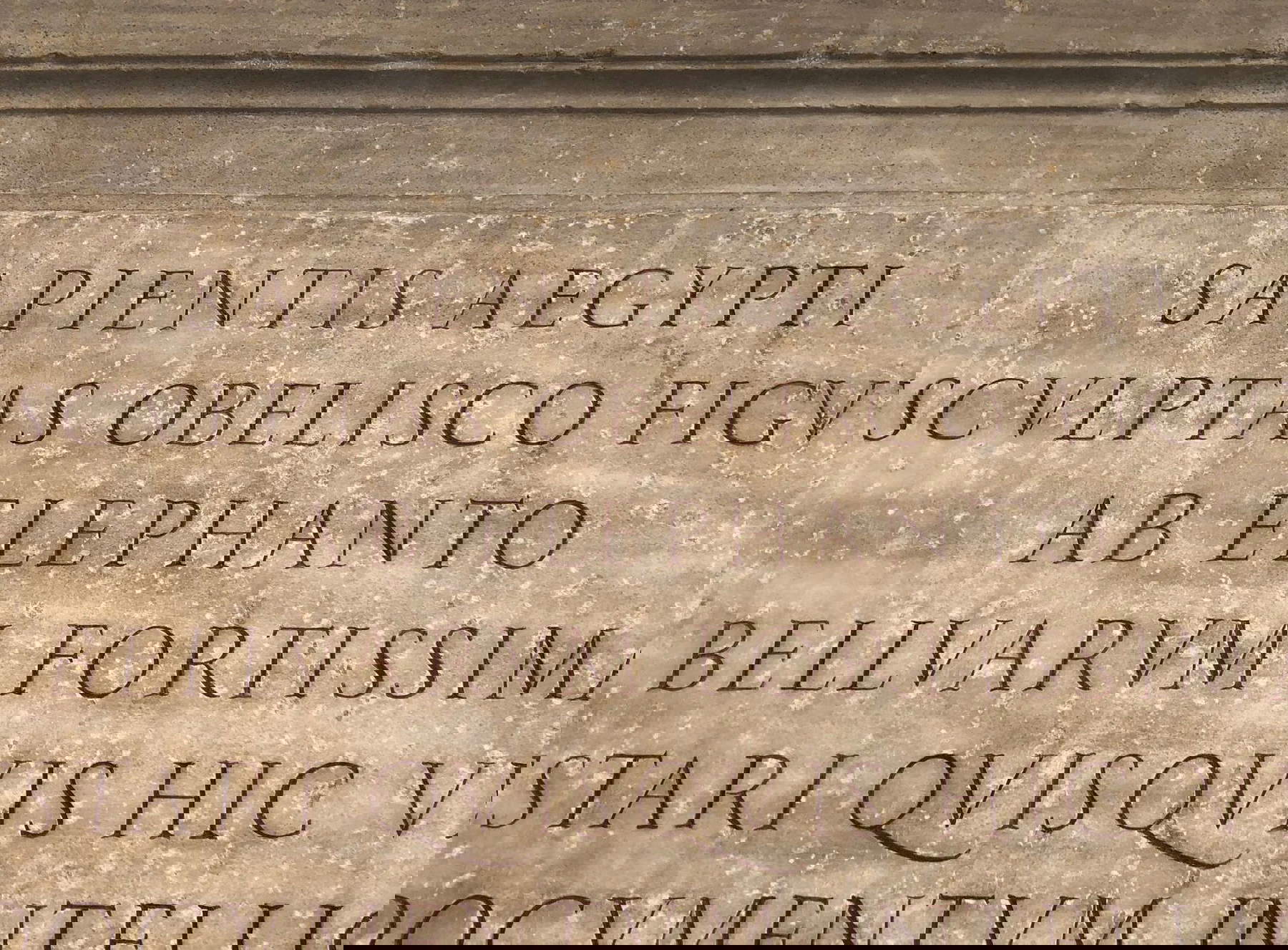 Intervention on the little elephant at the Minerva