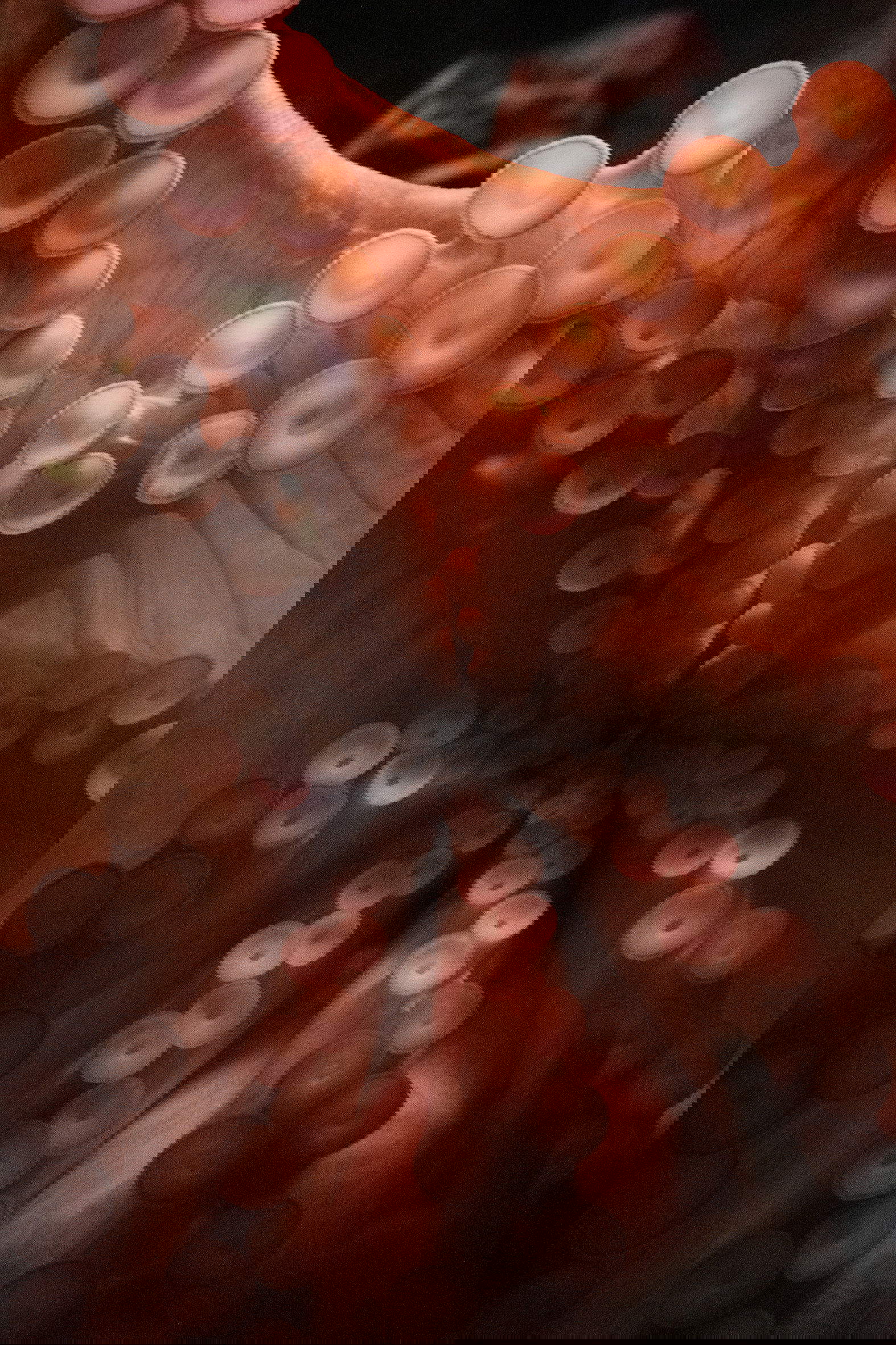 &copy; Federica Torrenti, The Fortress