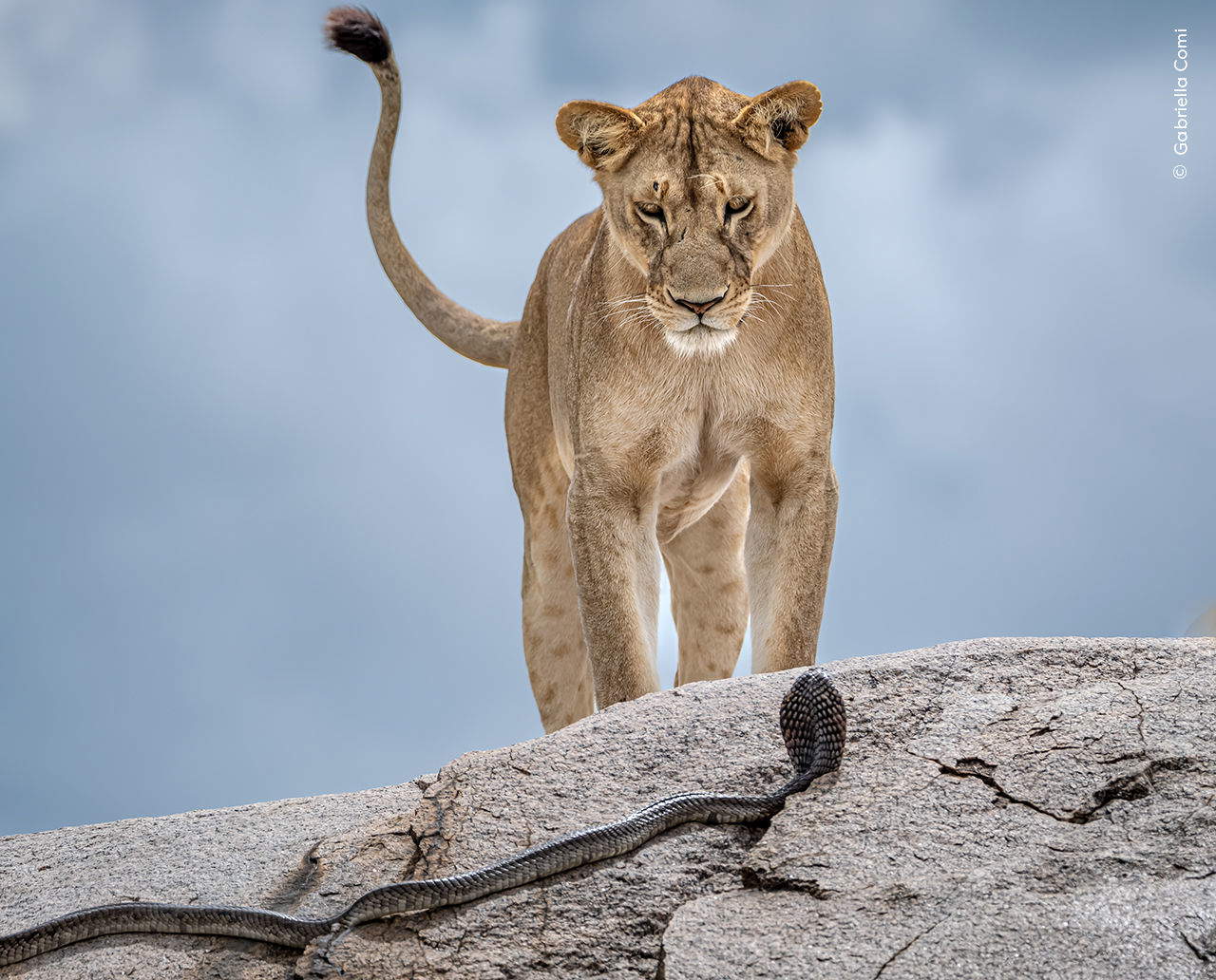 Gabriella Comi, appel au réveil. Photo : &copy; Gabriella Comi, avec l'autorisation du Wildlife Photographer of the Year (photographe de la vie sauvage de l'année)