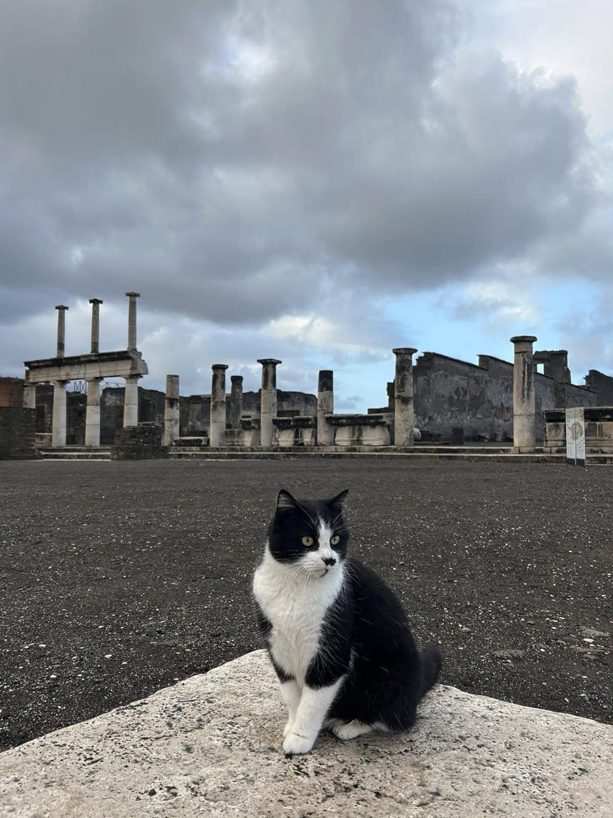 Un chat à Pompéi. Photo : Ministère de la Culture - Parc archéologique de Pompéi