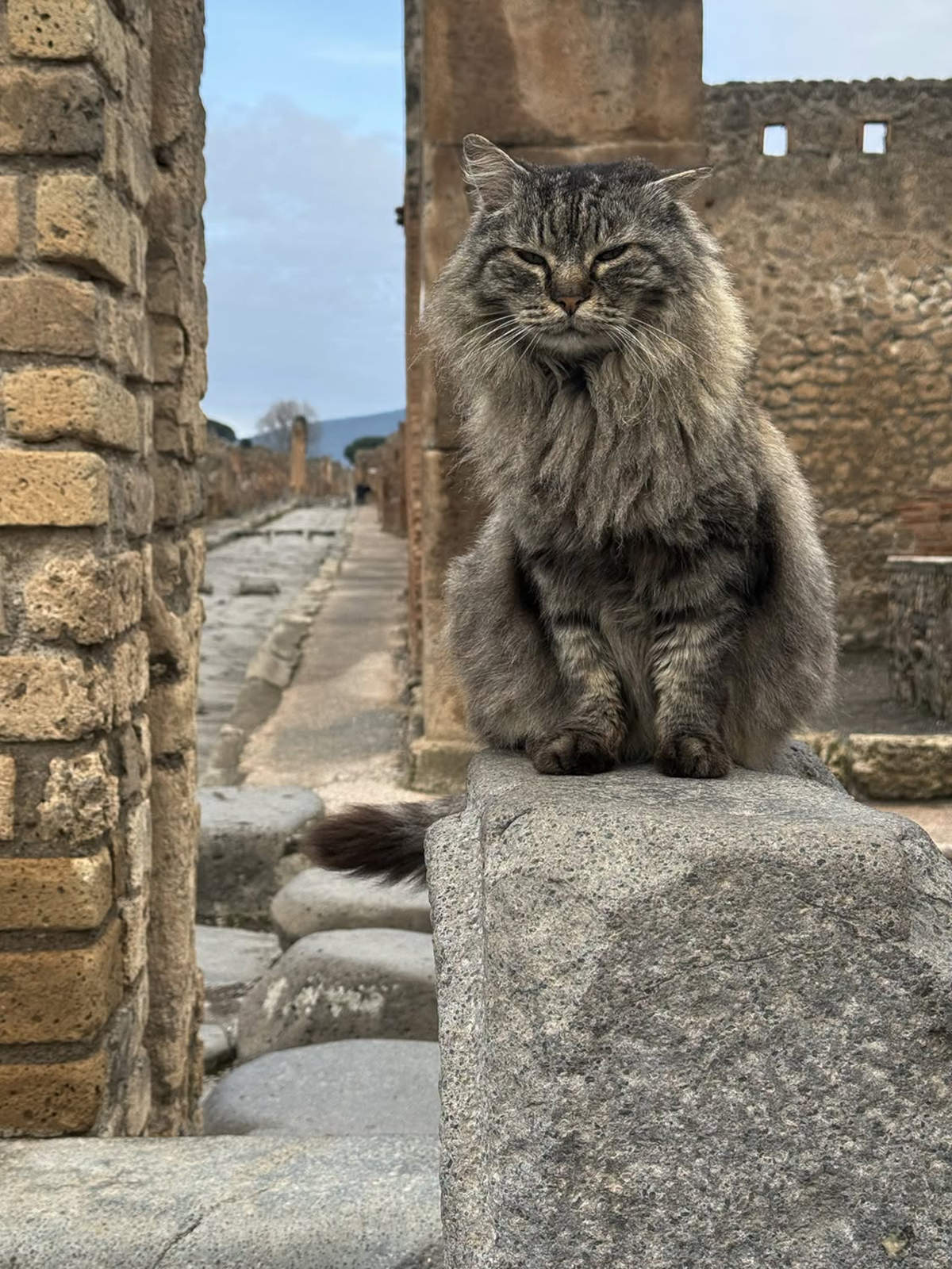 Les chats de Pompéi. Photo : Ministère de la Culture - Parc archéologique de Pompéi