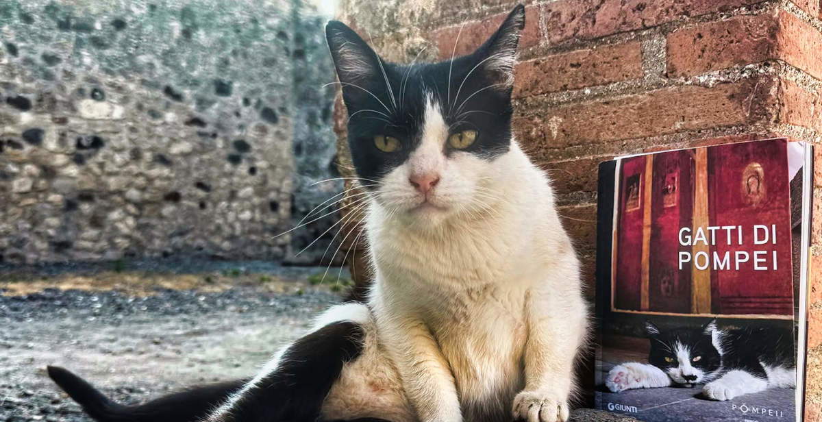 À Pompéi, les chats deviennent les héros d'un... livre de photos !