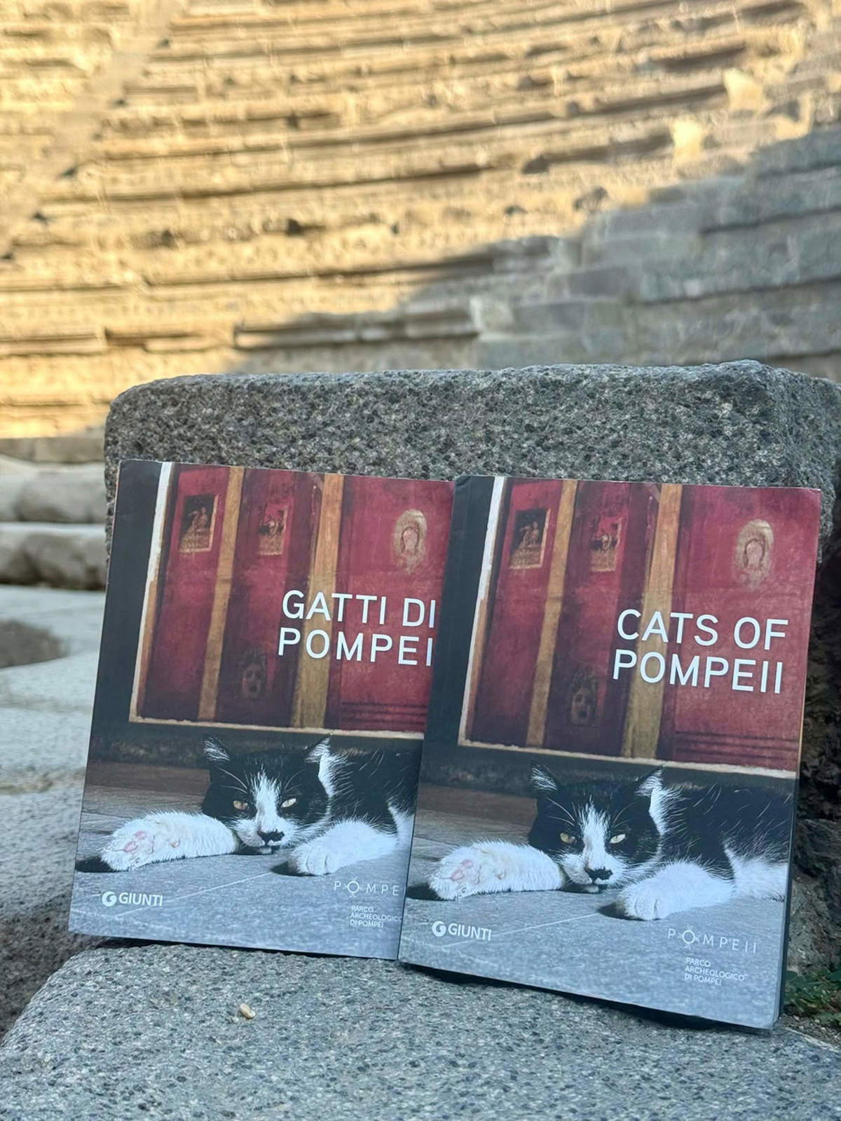Chats de Pompéi. Photo : Ministère de la Culture - Parc archéologique de Pompéi