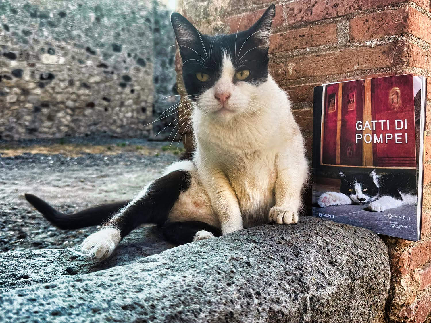 Les chats de Pompéi. Photo : Ministère de la Culture - Parc archéologique de Pompéi