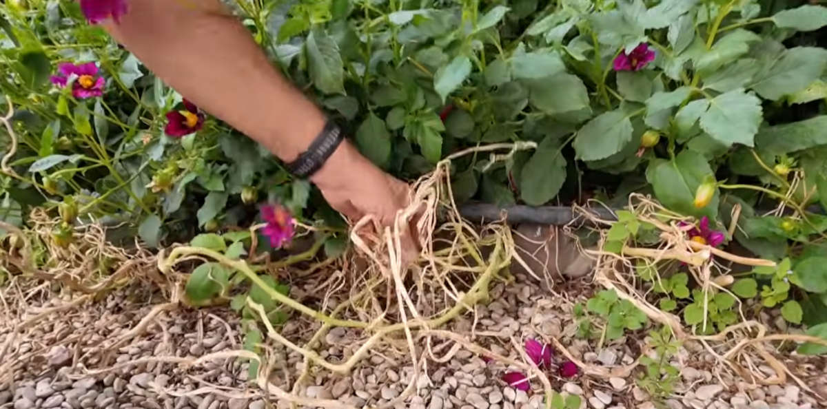 R&eacute;mi Lecoutre shows the dried nasturtiums in the France 24 report