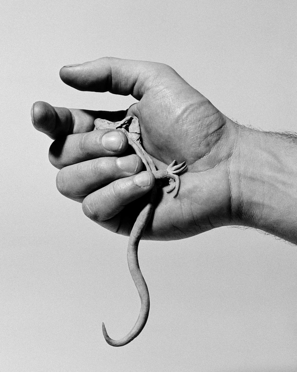 Giulia Parlato, Lagarto (2019; impresión digital). Cortesía de la artista