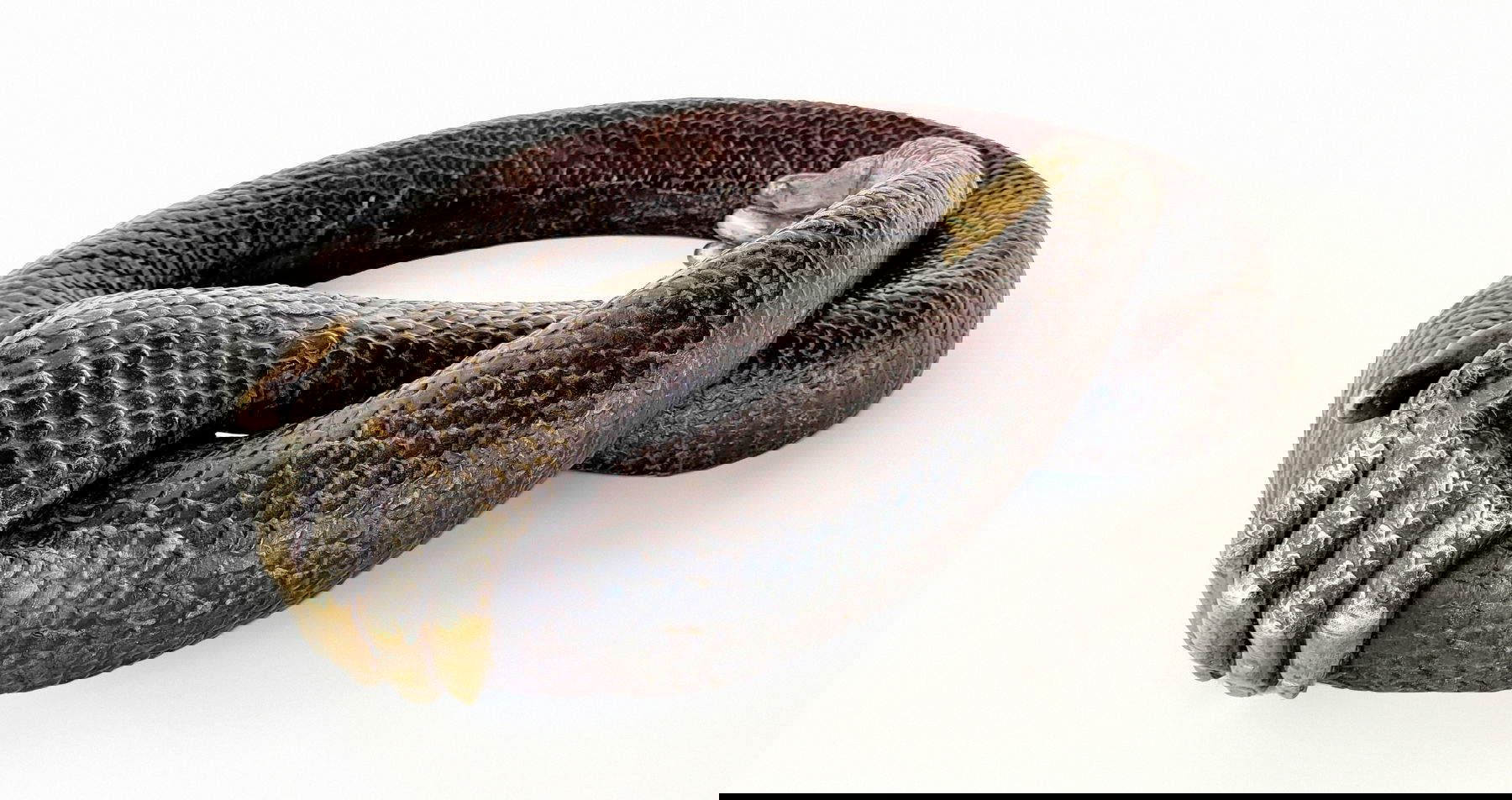 Leandro Erlich, Serpent Year (2021; bronze) Courtesy of Leandro Erlich Studio.