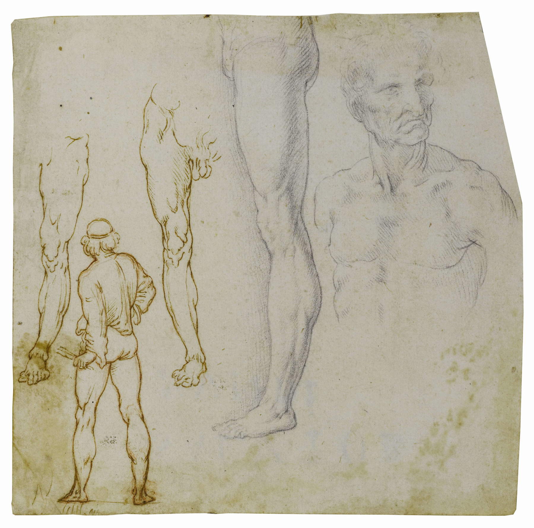 Leonardo da Vinci und sein Atelier, Anatomische Studien und Figurenstudien (Anfang bis zweites Jahrzehnt des 16. Jahrhunderts; Mailand, Gabinetto dei Disegni, Castello Sforzesco) &copy; Stadt Mailand