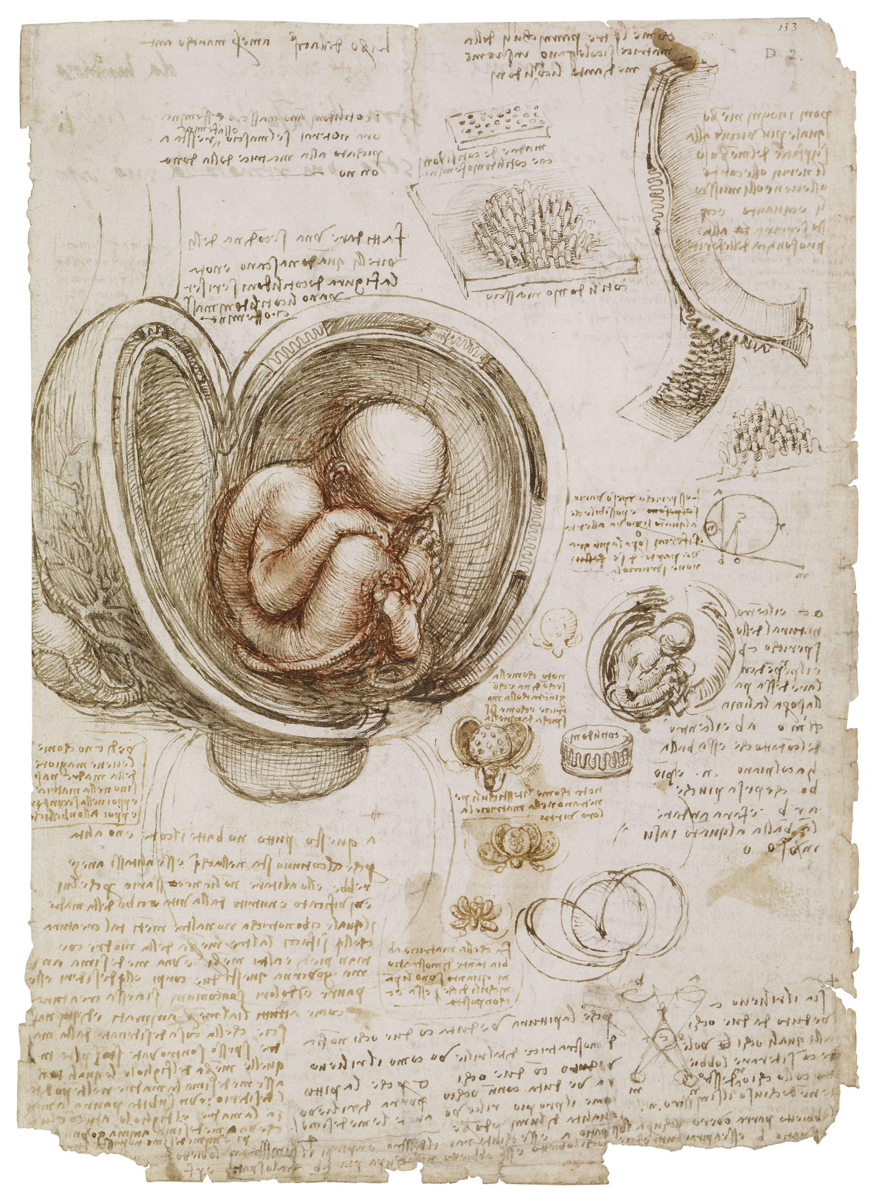 Leonardo da Vinci, Fetus in the Womb, drawings and notes on reproduction (c. 1511), RCIN 919102r &copy; Royal Collection Enterprises Ltd 2026 | Royal Collection Trust
