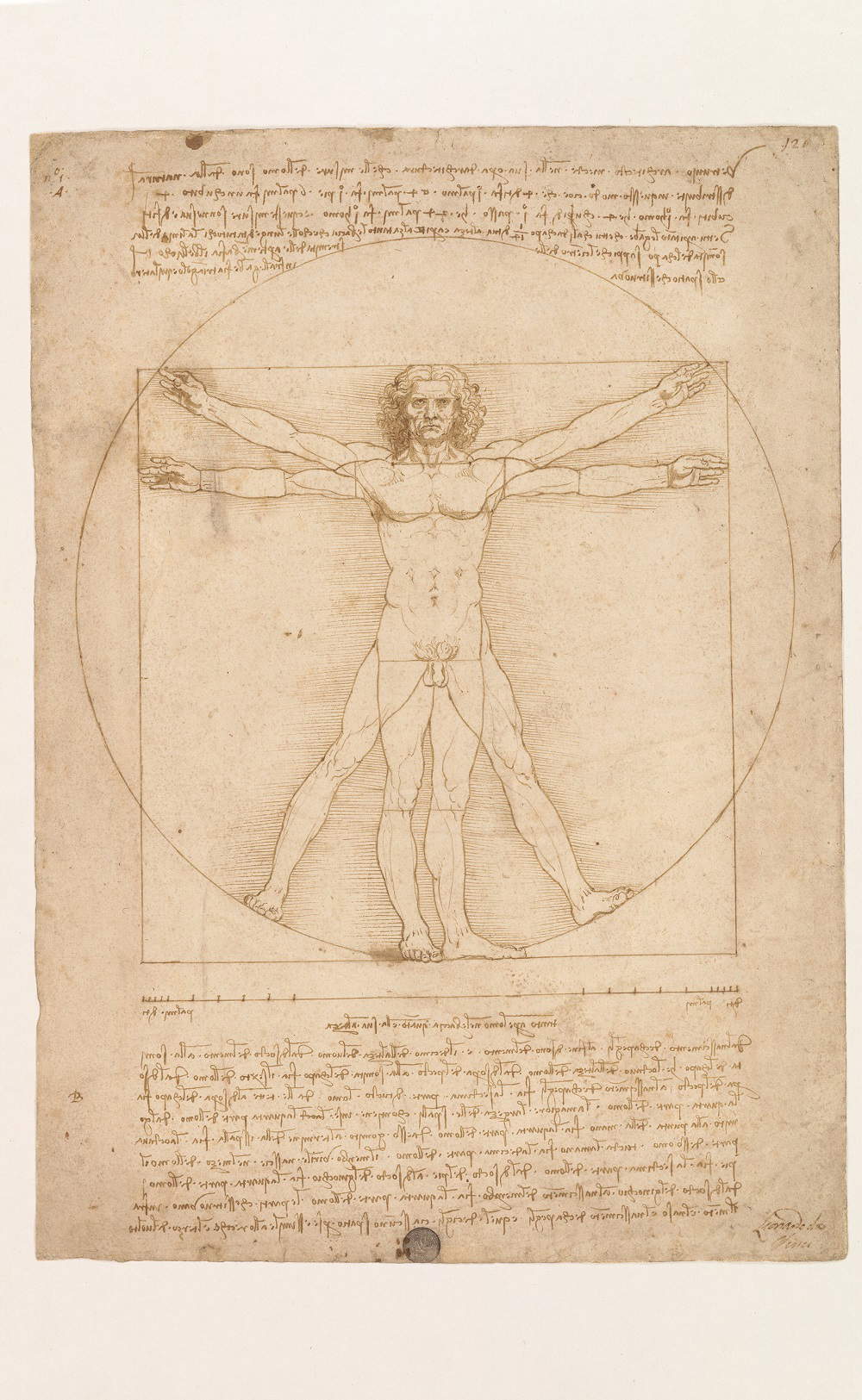 Leonardo da Vinci, Las proporciones del cuerpo humano según Vitruvio - 