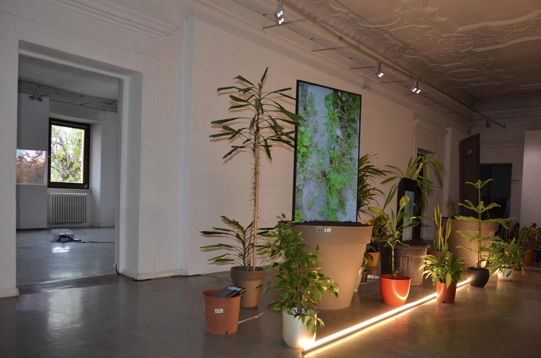 Leonardo Panizza, Plants (2026). Installation view, Museo Arte Contemporanea Cavalese. Photo: Fitime Sulejmani