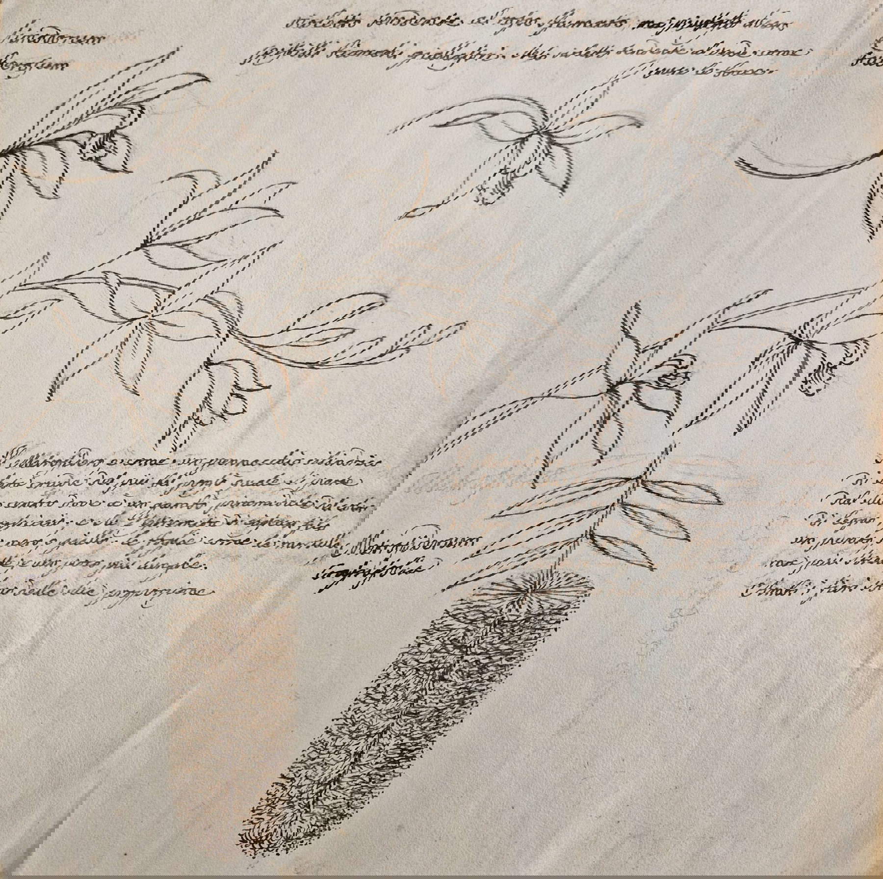 Luigi Bezzuoli, Studie von Linodorum tuberosum und Metrosideros crassifolia (um 1765-1800; Bleistift und Tinte auf Papier, 260 x 253 mm; Privatsammlung)