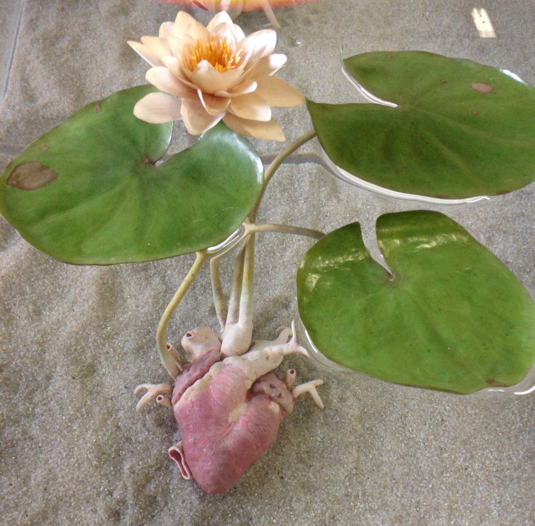 Marcantonio, Herz mit Seerose (2009)