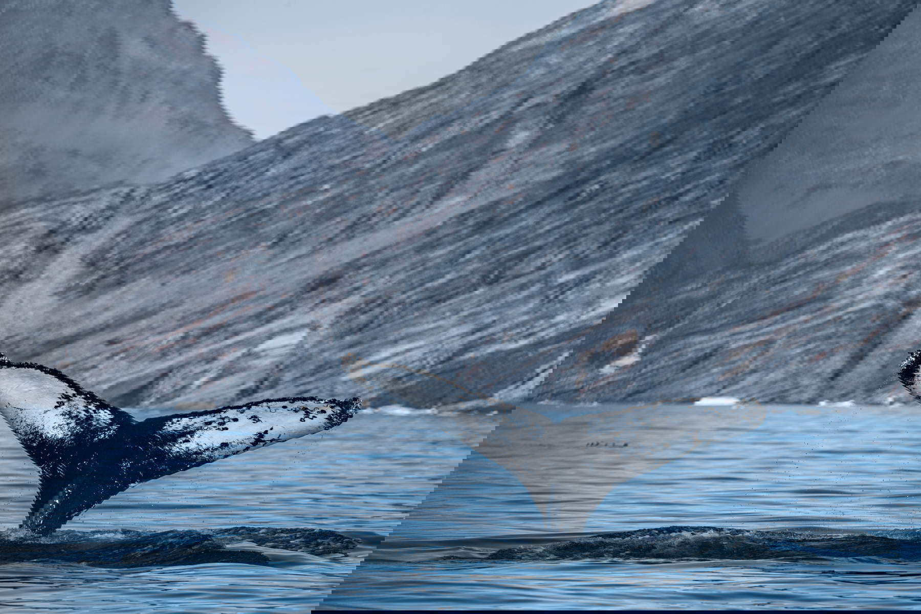 Foto: MUSE - Yuri Santini