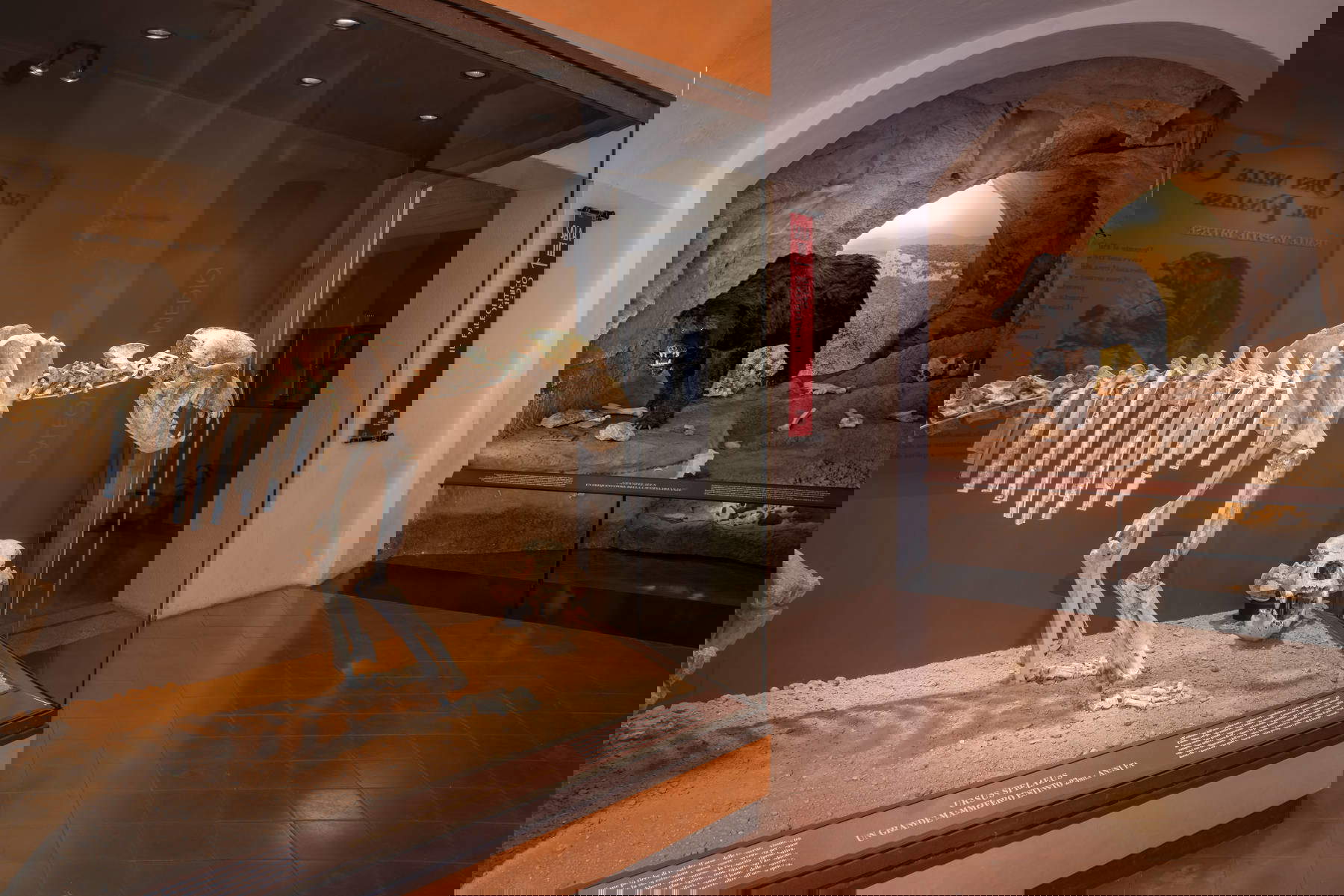 Museo Archeolgico del Finale, Ursus Spelaeus. Crediti Fotografici: Archivio&nbsp;Finale&nbsp;Ligure | Studiowiki | Foto: Davide&nbsp;Busetto