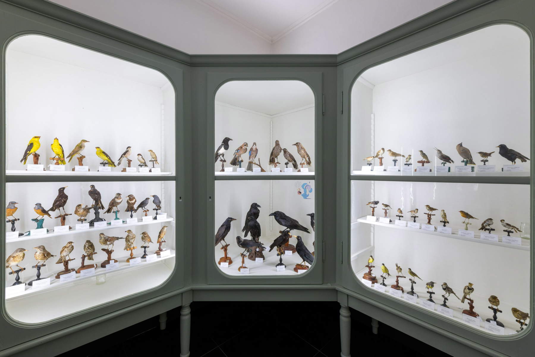 Museo di Storia Naturale Pietro Calderini. Foto: ATL Terre dell'Alto Piemonte