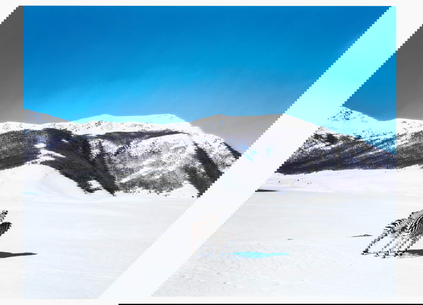 Paola Pivi, Sin título (cebras) (2003). Fotografía de Hugo Glendinning