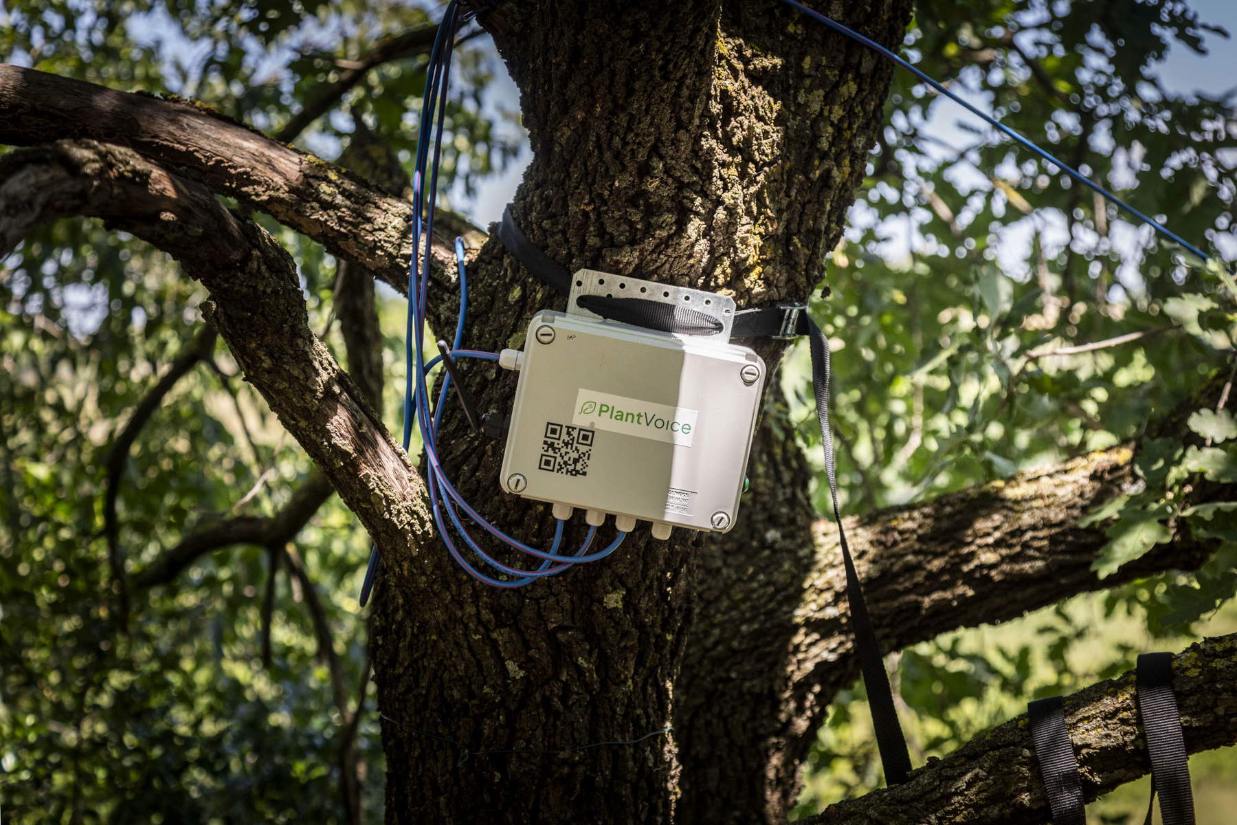 Plantvoice
