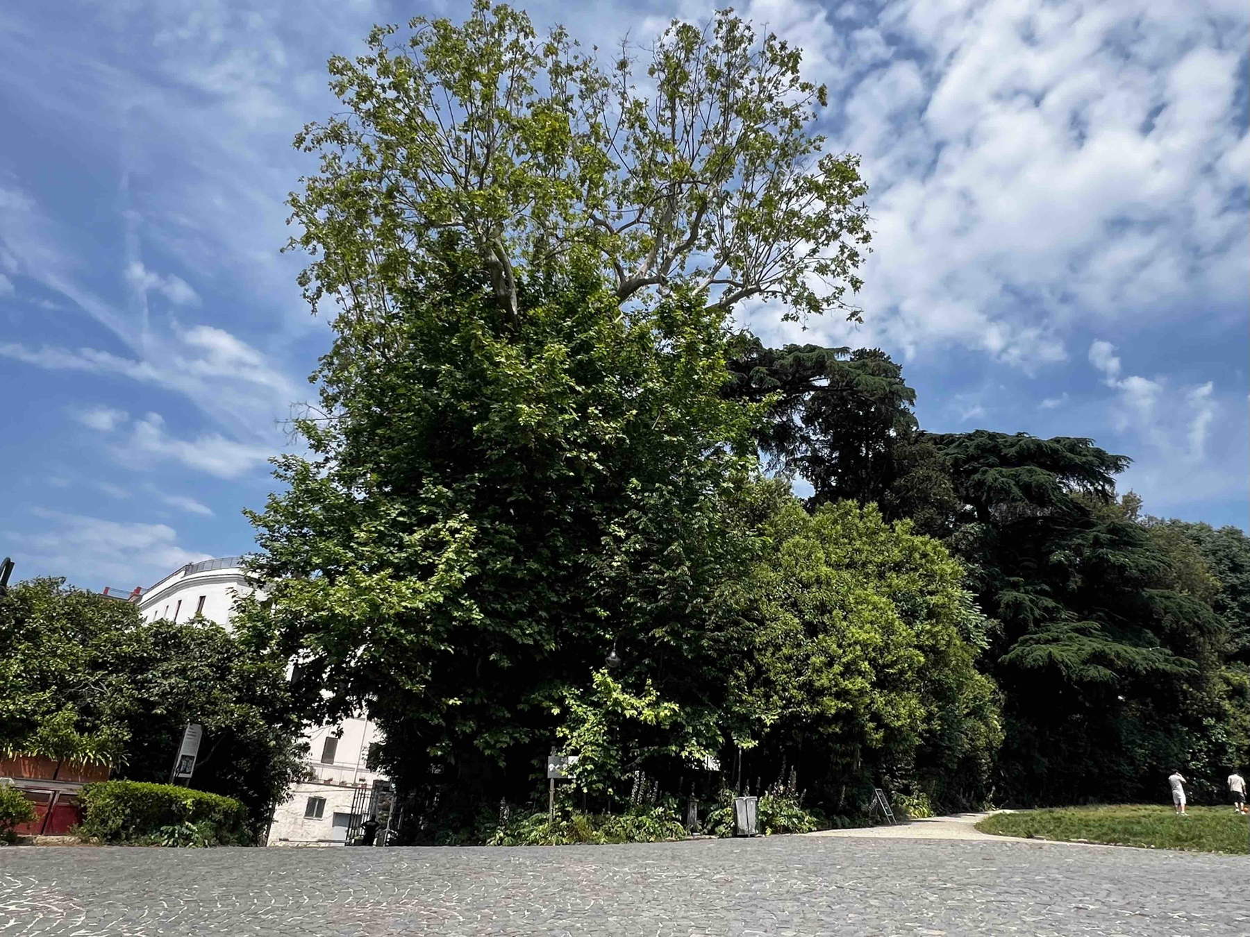 Die jahrhundertealte Platane in der Floridiana