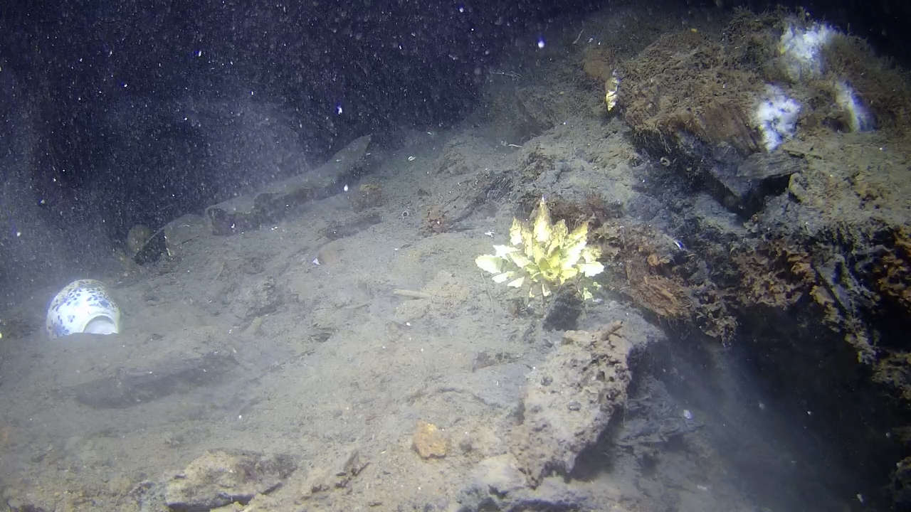 Porcelain Wreck