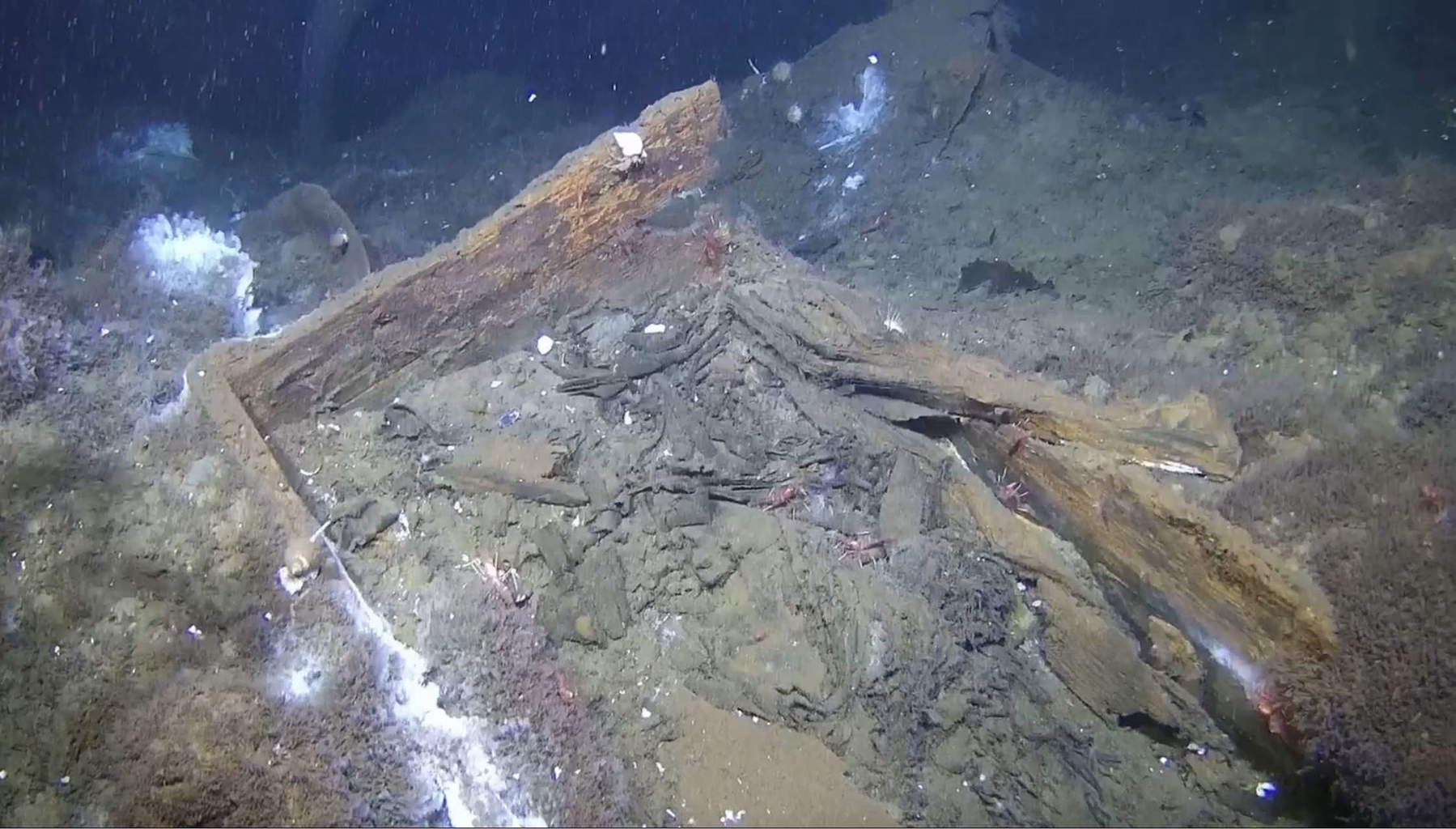 Porcelain Wreck