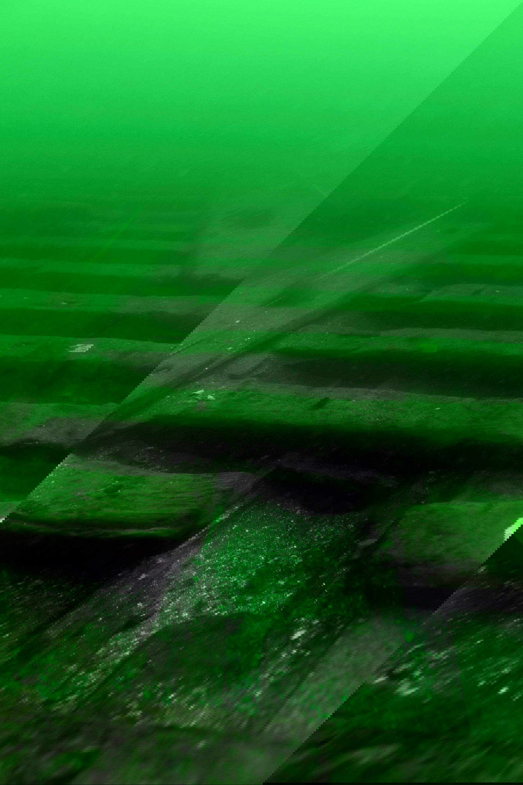 Das Wrack des mittelalterlichen Docks Sv&aelig;lget 2. Foto: Mit freundlicher Genehmigung des Wikingerschiffmuseums in Roskilde