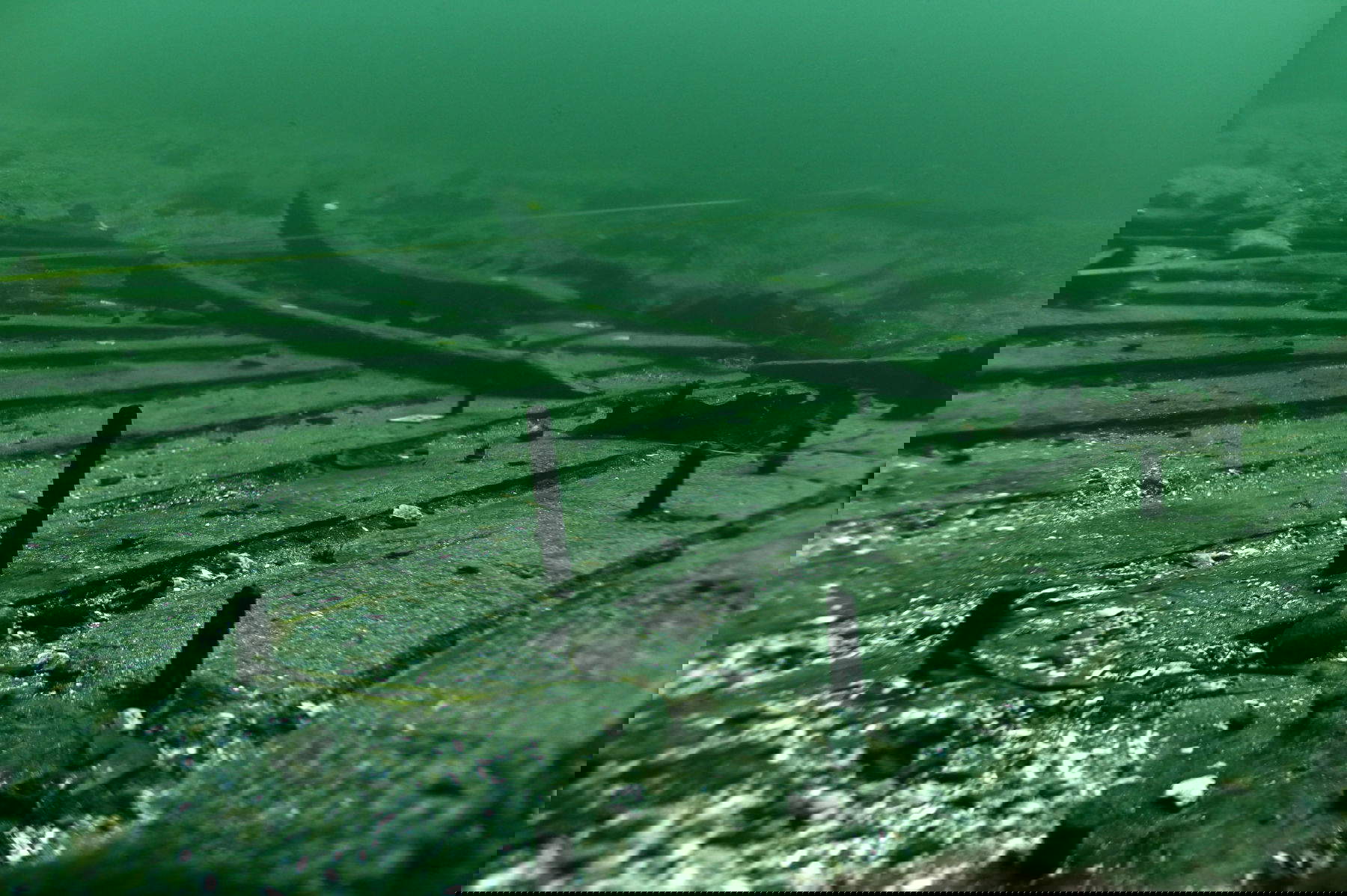 Das Wrack des mittelalterlichen Docks Sv&aelig;lget 2. Foto: Mit freundlicher Genehmigung des Wikingerschiffmuseums in Roskilde