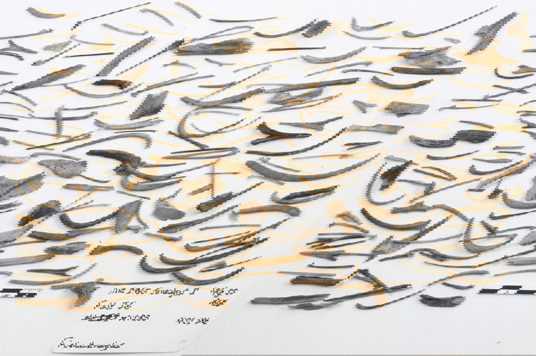 Fischreste, die im Wrack des mittelalterlichen Schiffs Sv&aelig;lget 2 gefunden wurden. Foto: Mit freundlicher Genehmigung des Wikingerschiffsmuseums in Roskilde